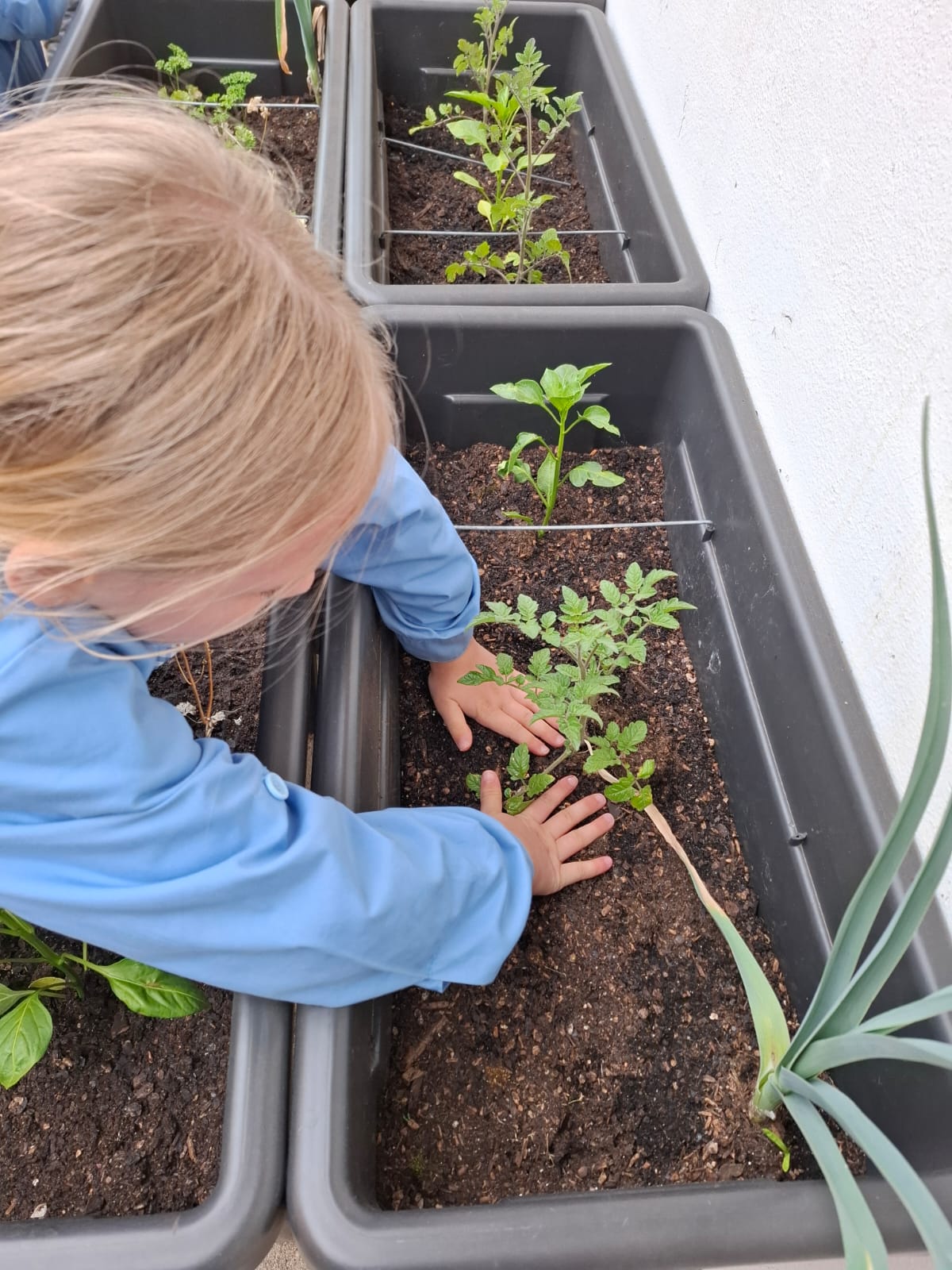 Plantação de pimenteiros, pepineiros e salsa 3 - março 24