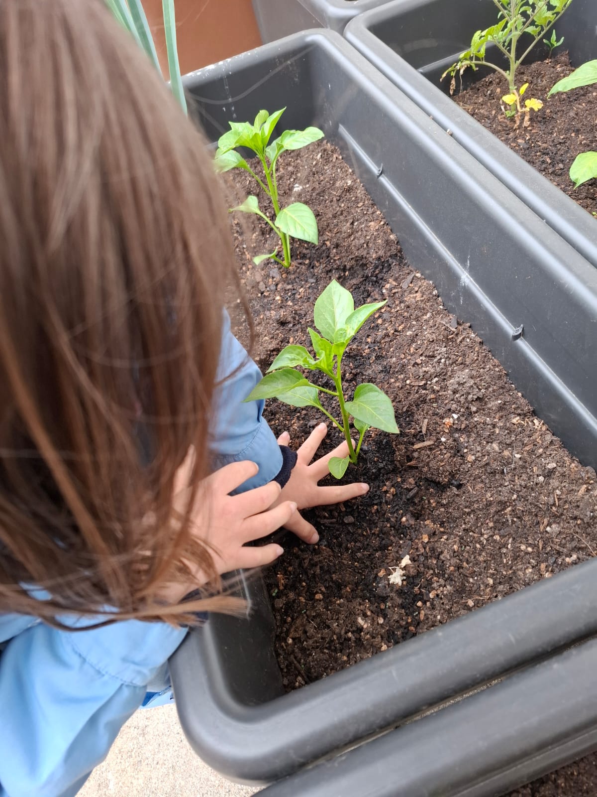 Plantação de pimenteiros, pepineiros e salsa 2 - março 24