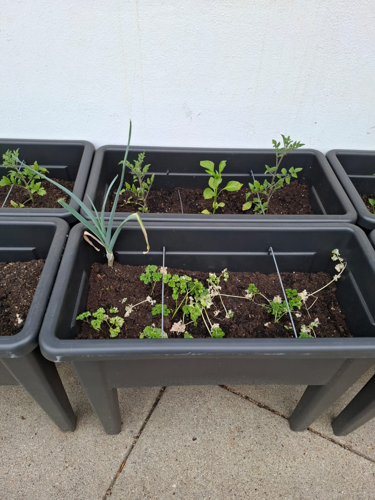 Pimenteiros, pepineiros e salsa - maio 24