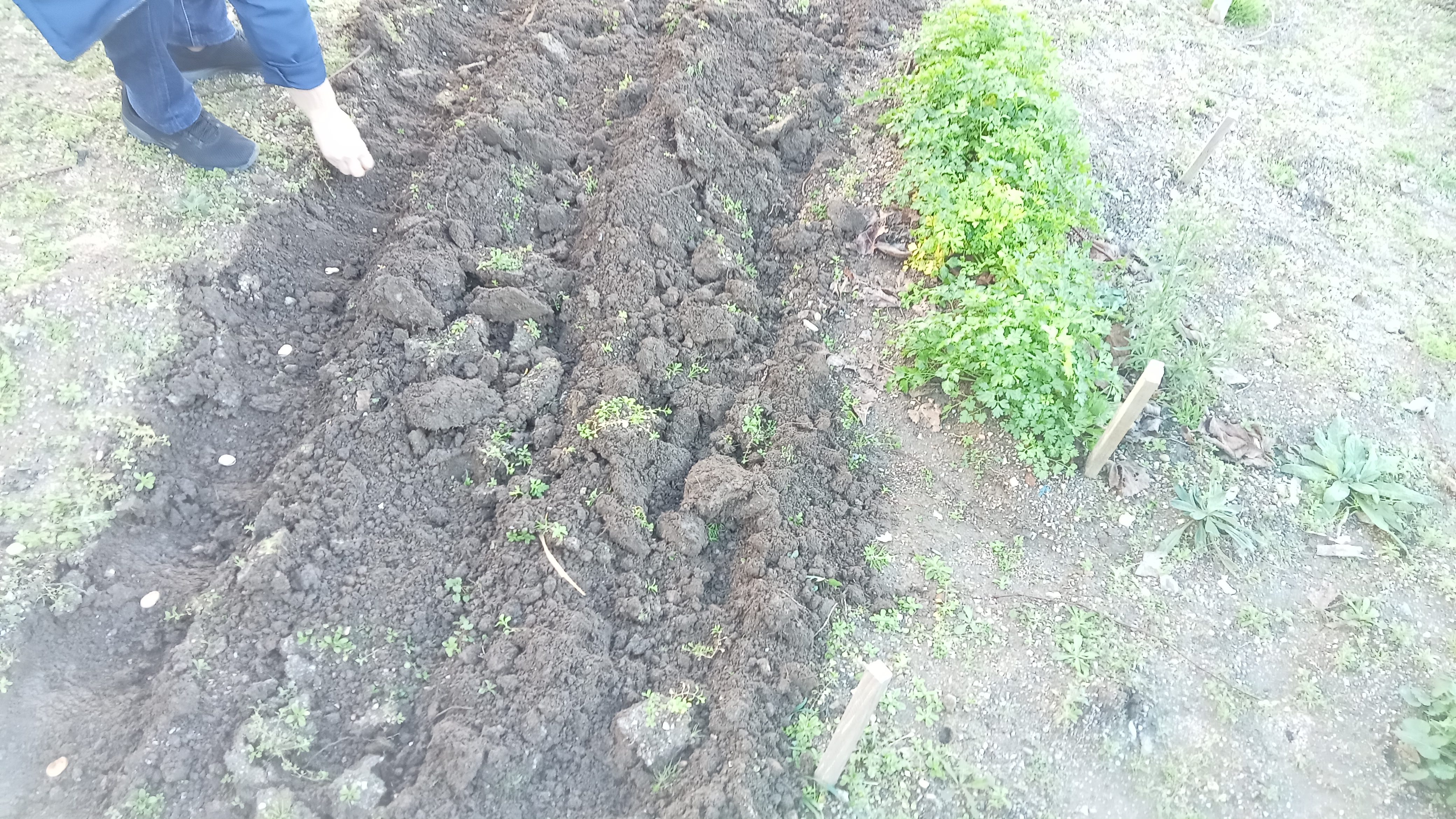 Sementeira de favas e ervilhas.