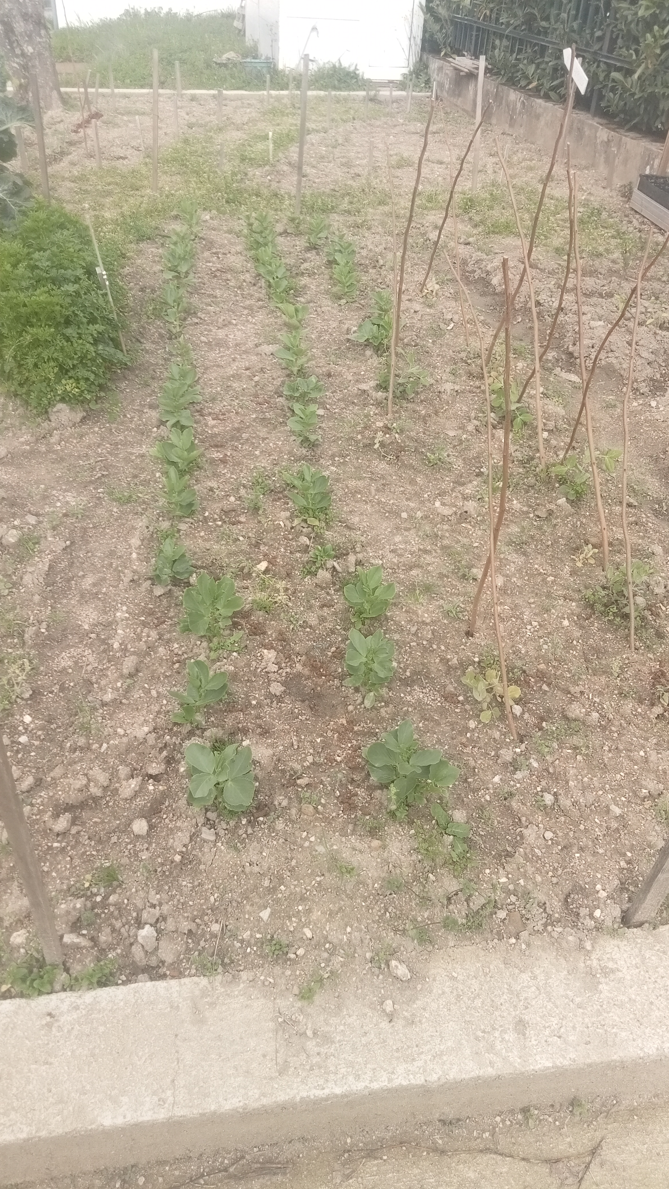 Ainda que o tempo teimasse em não ajudar muito no que concerne ao desenvolvimento das plantas, as faveiras já estão com bom aspeto.