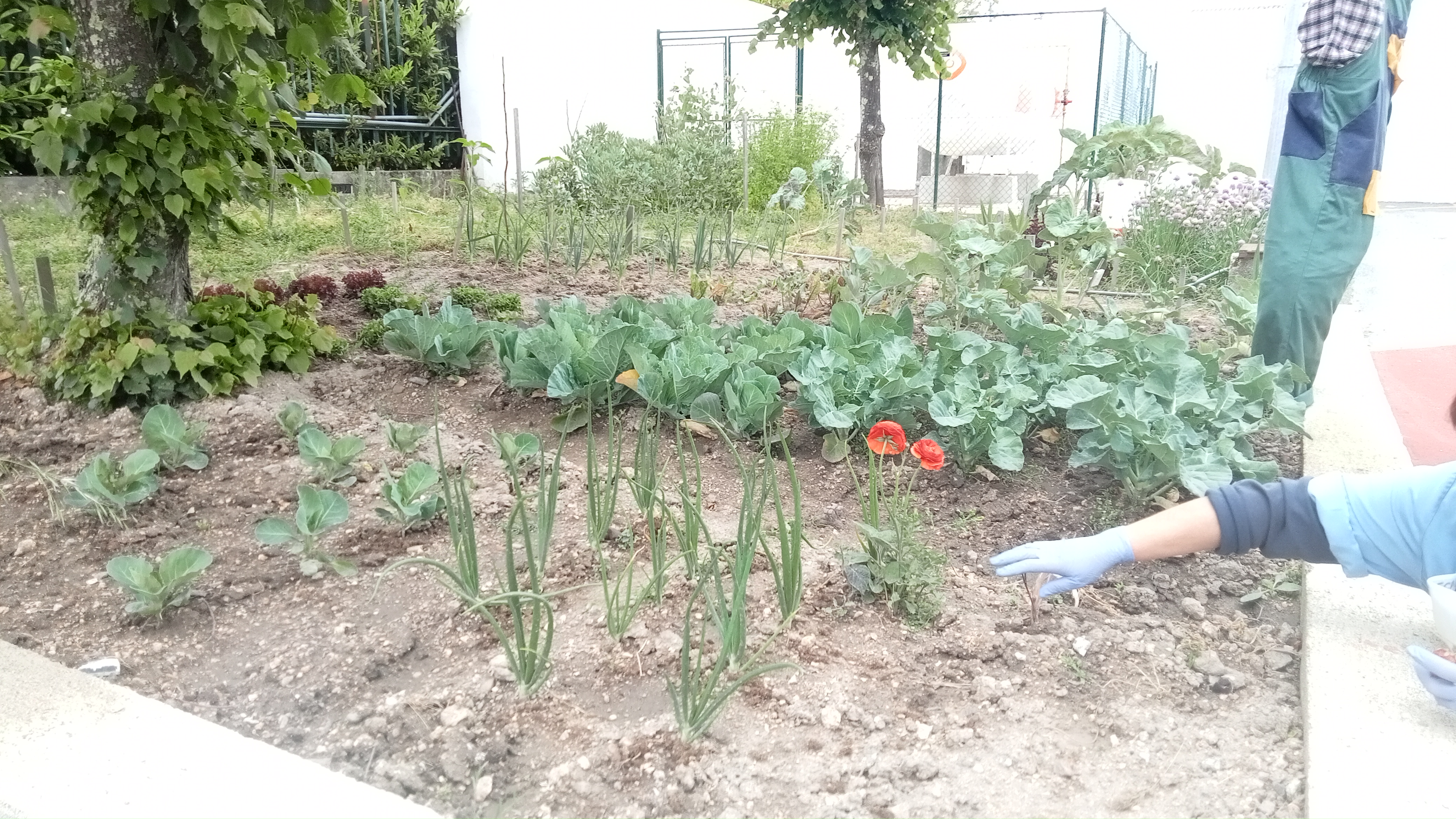 Um olhar abrangente sobre o espaço da Horta junto às frações de terreno com cebolas e couves.