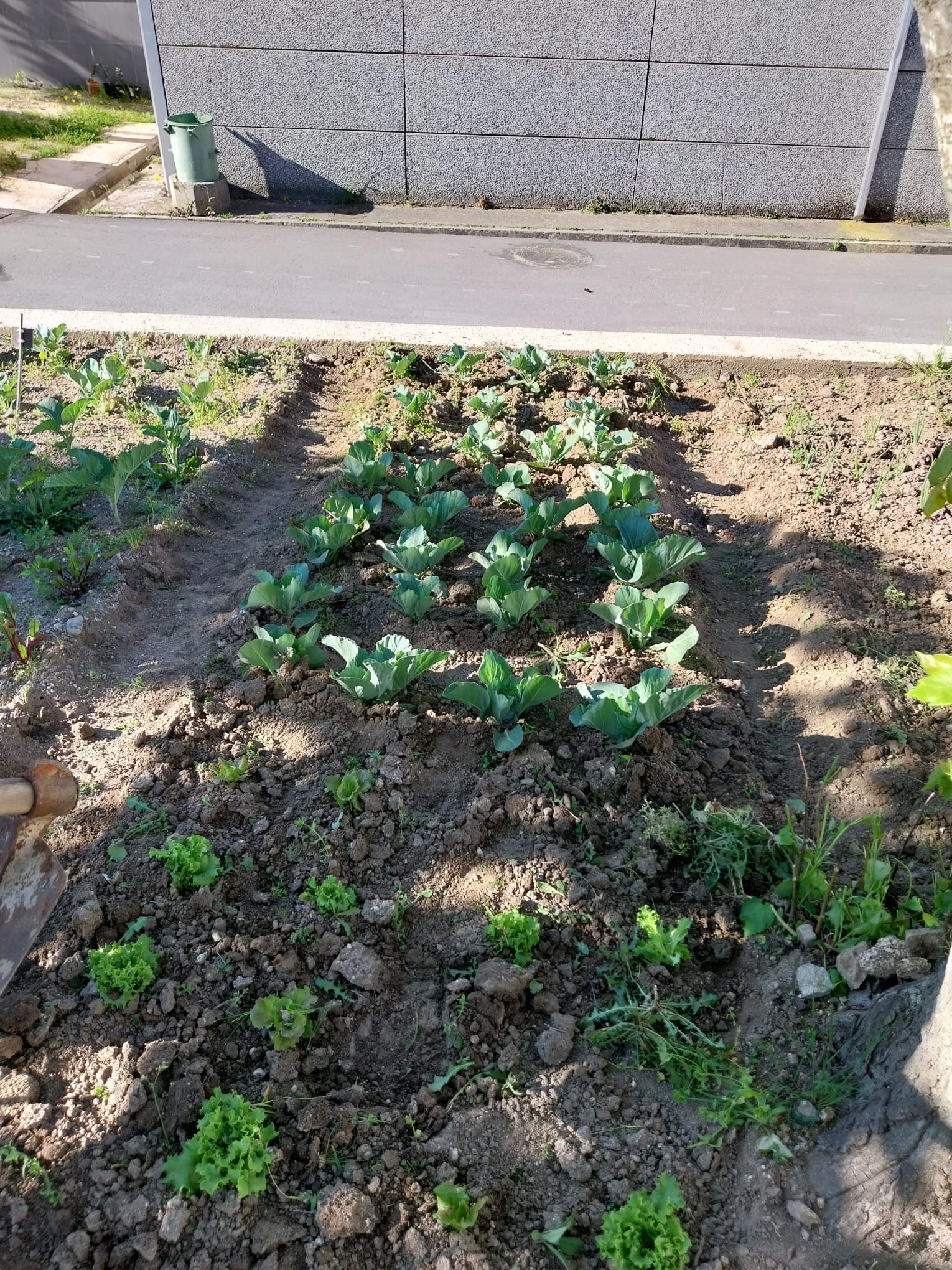A Horta muito viçosa. Um ótimo pormenor.
