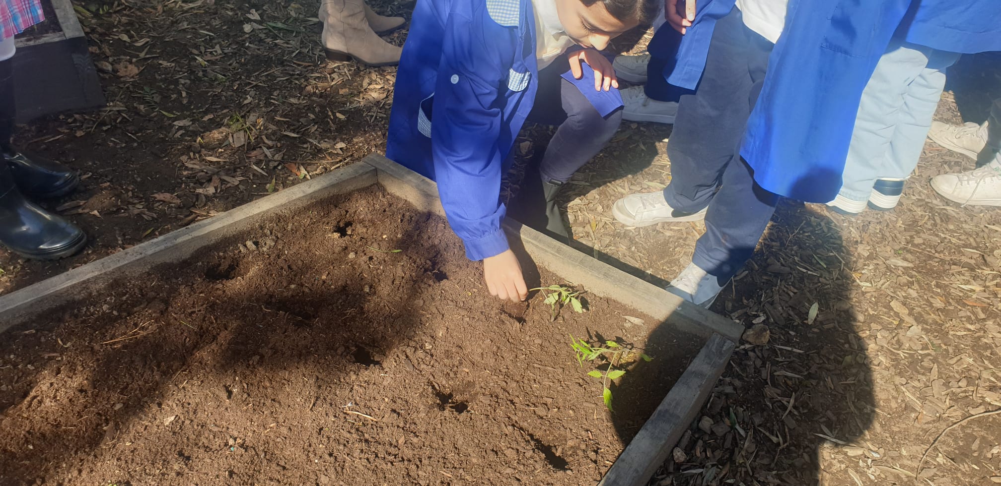 Plantações na horta no mês de março.