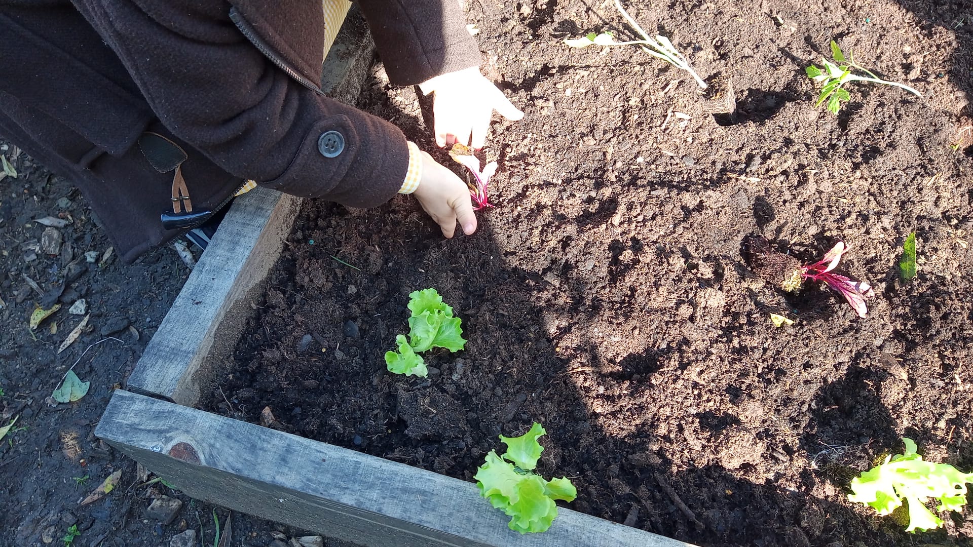 Plantações na horta no mês de março.