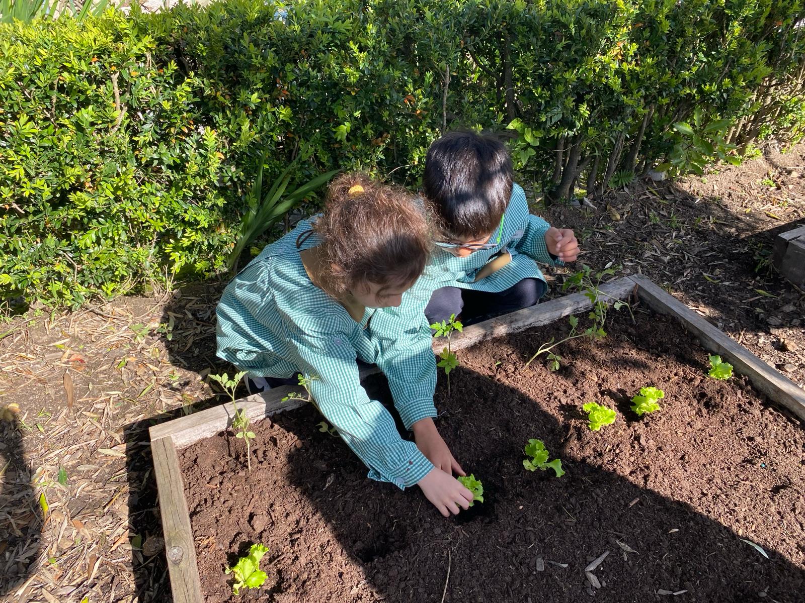 Plantações na horta no mês de março.