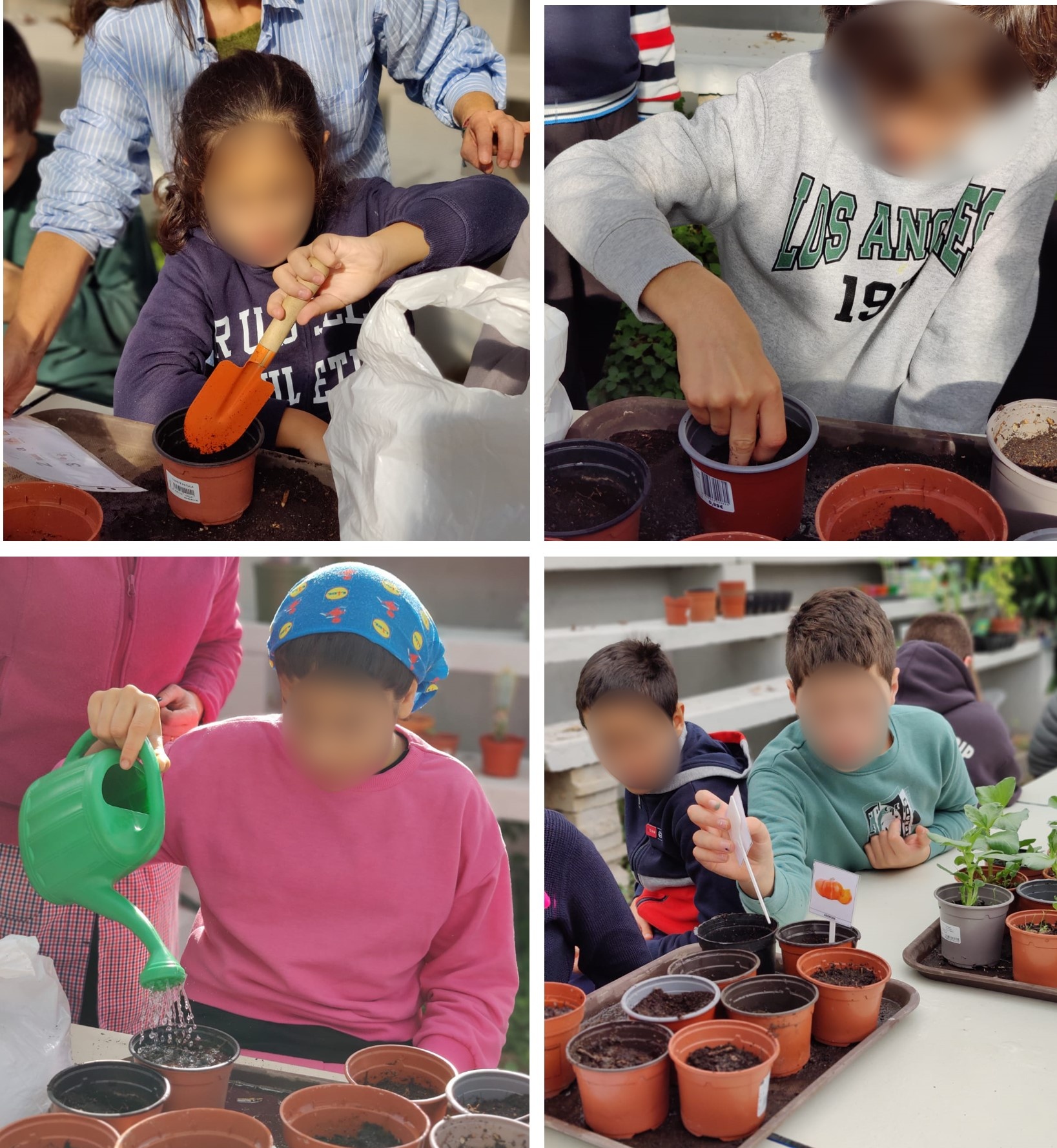 Sementeira passo a passo - Neste conjunto de imagens os alunos seguem as indicações, cumprindo todo o processo da sementeira em viveiro.