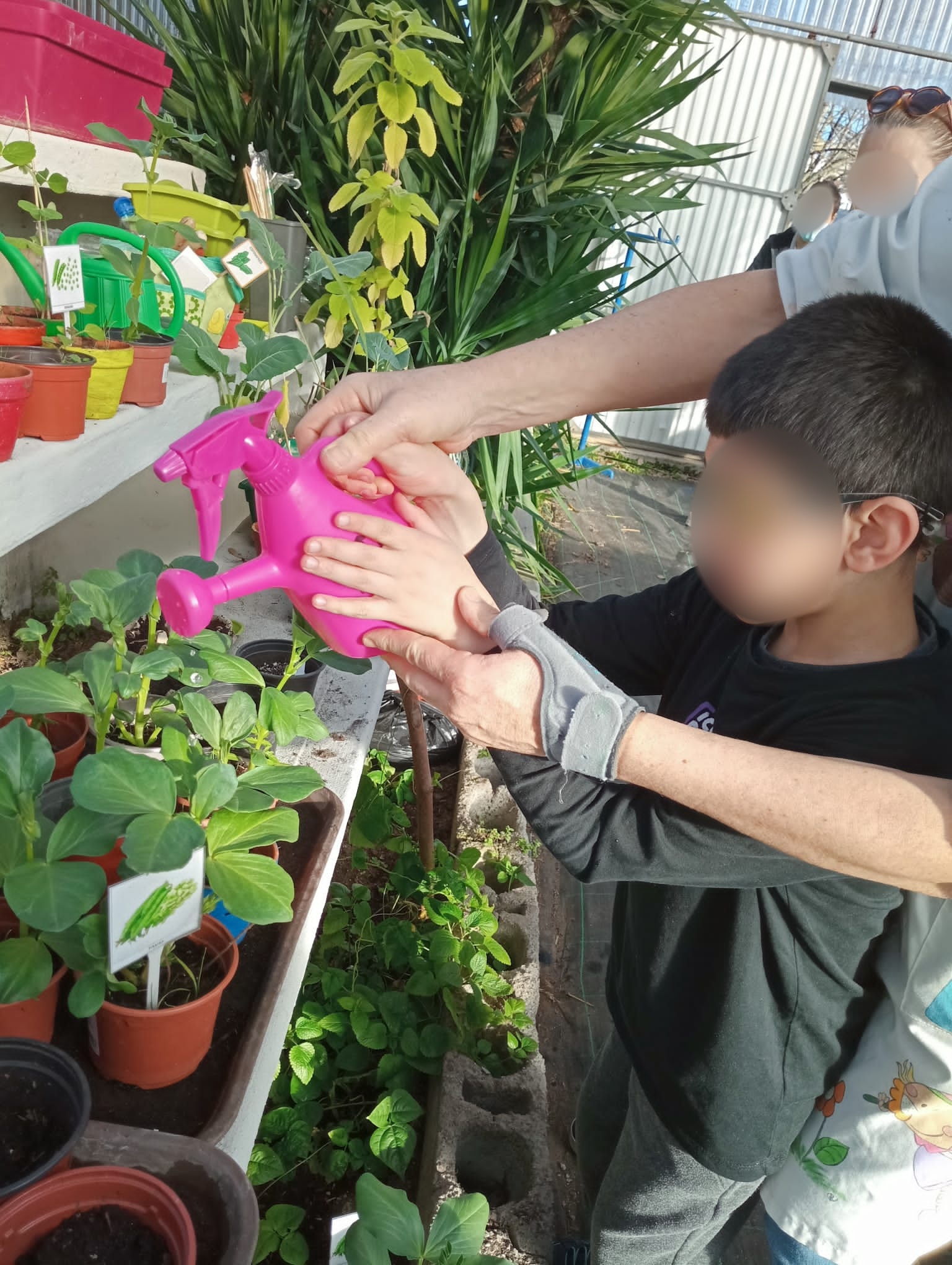 Favas prontas para transplantar para a horta - Algumas culturas prontas para serem transplantadas, aguardam a preparação do solo.