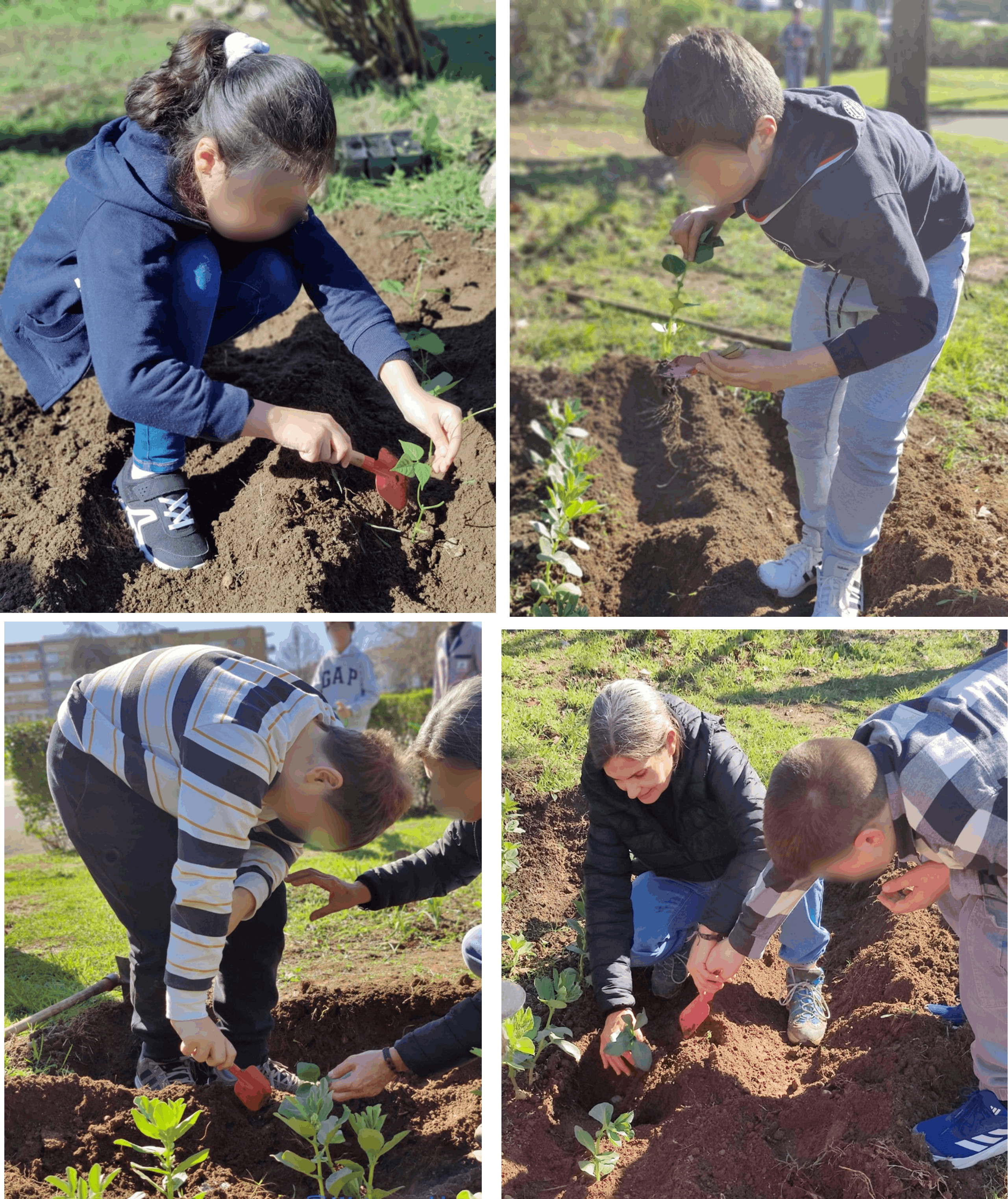 Mãos na Terra
Com as plantas já desenvolvidas fez-se o transplante para o espaço exterior/horta. As favas, feijão, curgetes e abóboras, …. têm casa nova. Mexer na terra é uma das tarefas mais apreciadas pelos alunos.