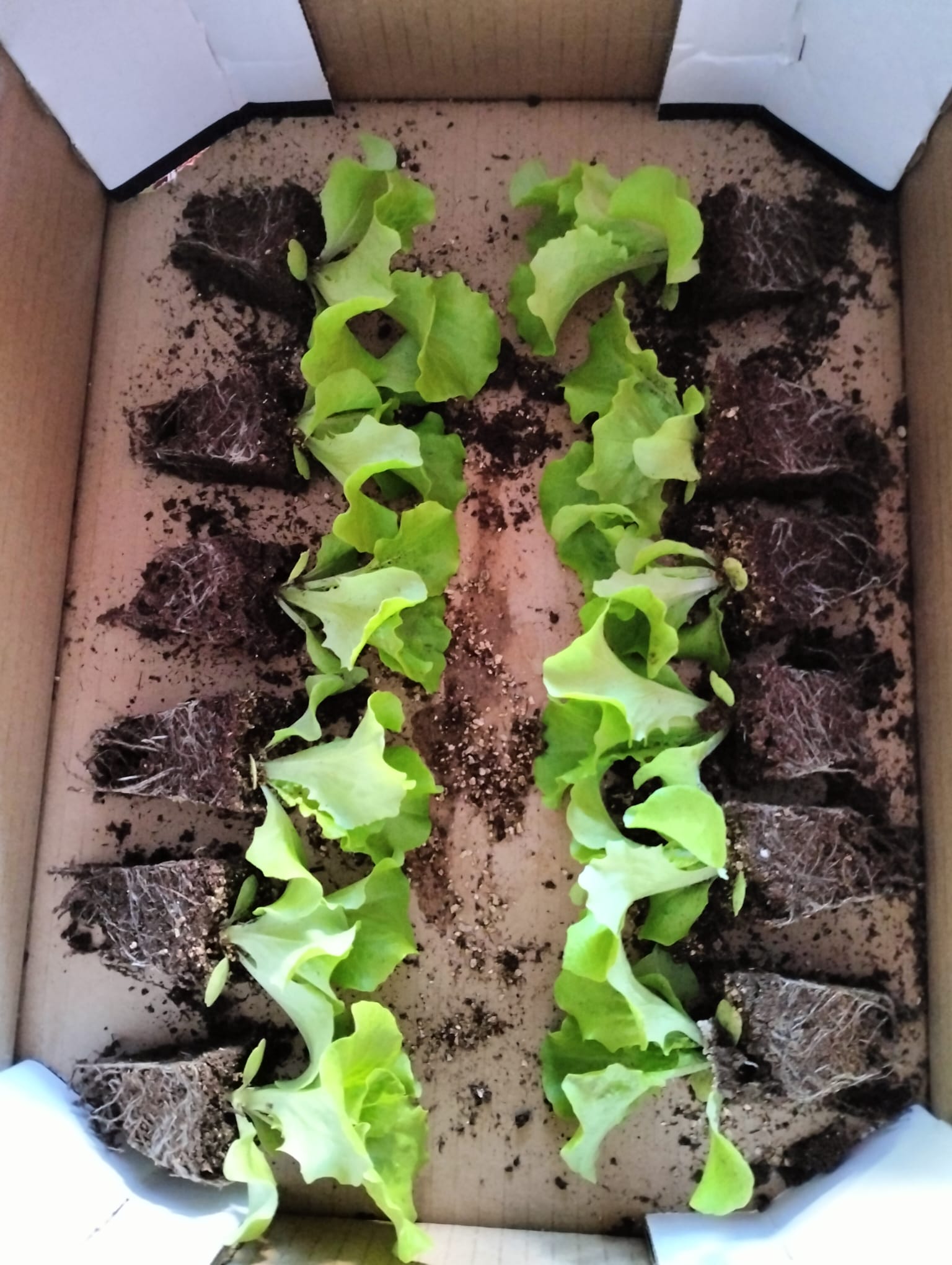 Mudas de alface para a horta