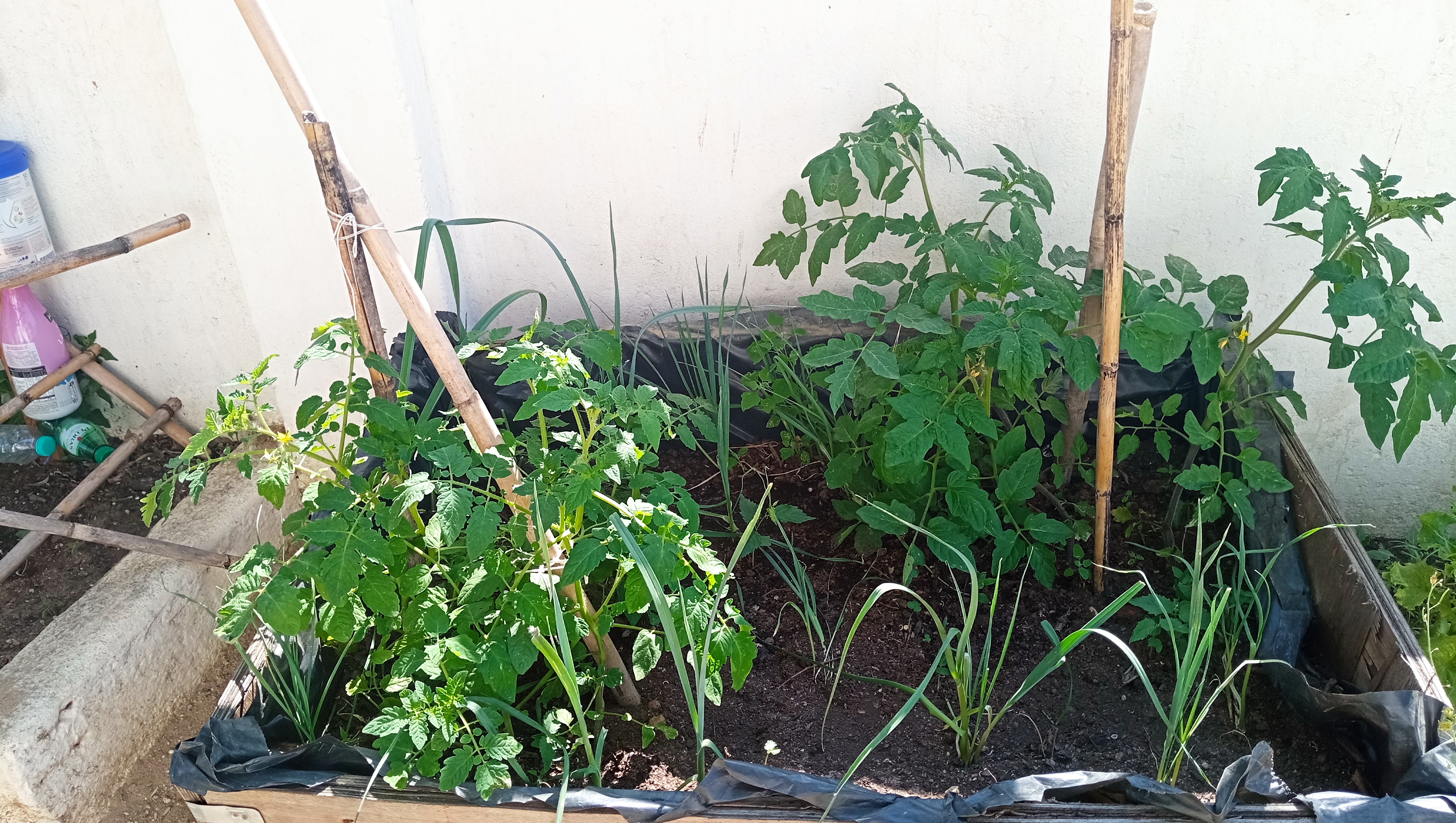Tomateiros de tomate cereja e tomate azul