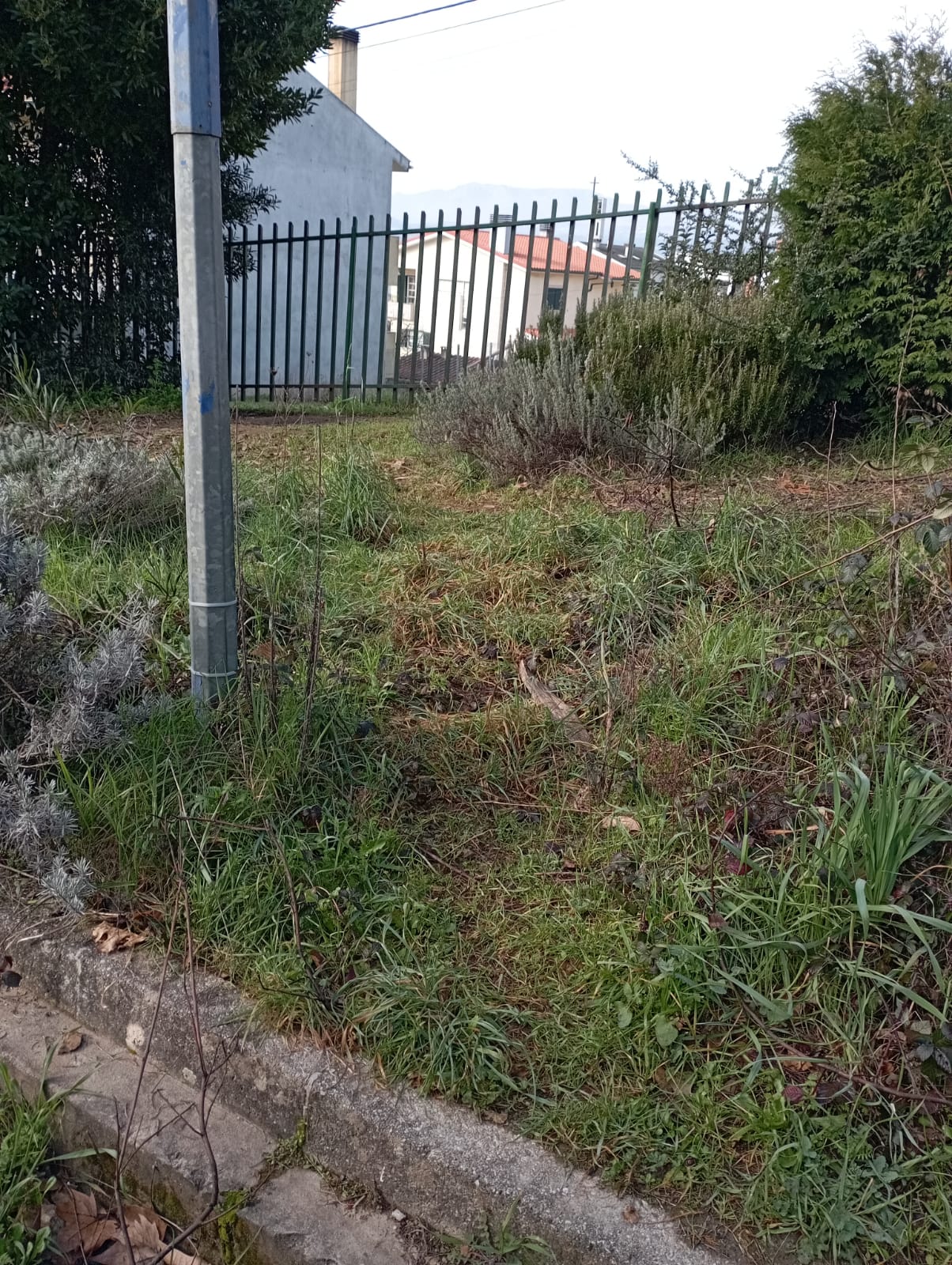 Horta
Local onde será instalada a horta biológica