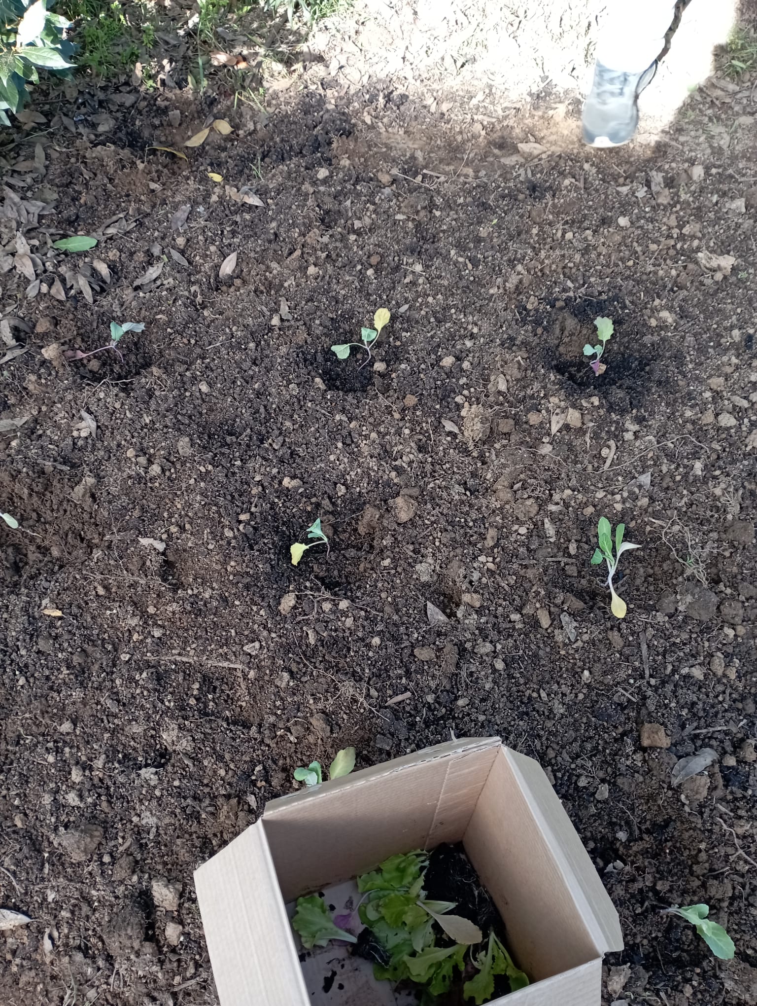 Plantação de couves