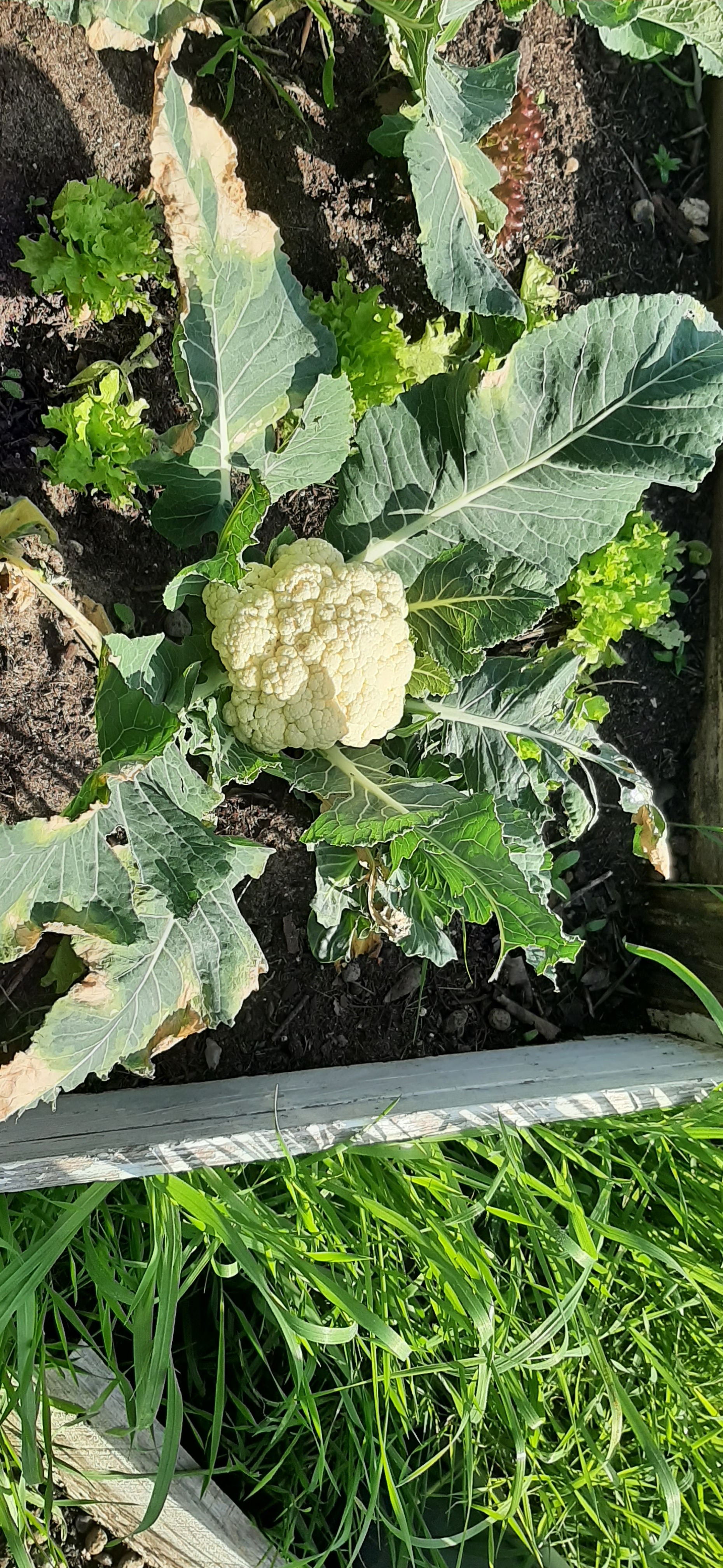 Couve flor recolhida em março