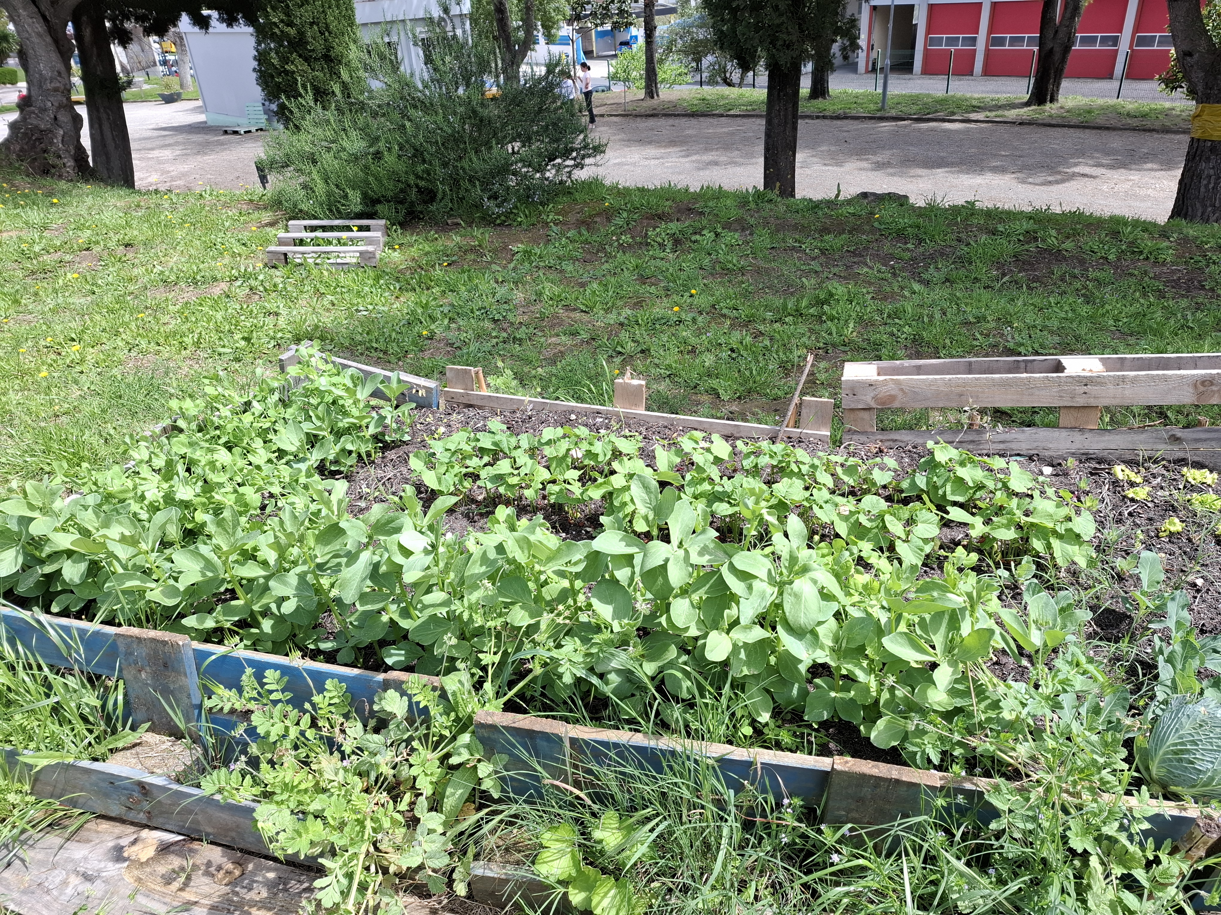 Crescimento das ervilhas e das favas , couves e alfaces