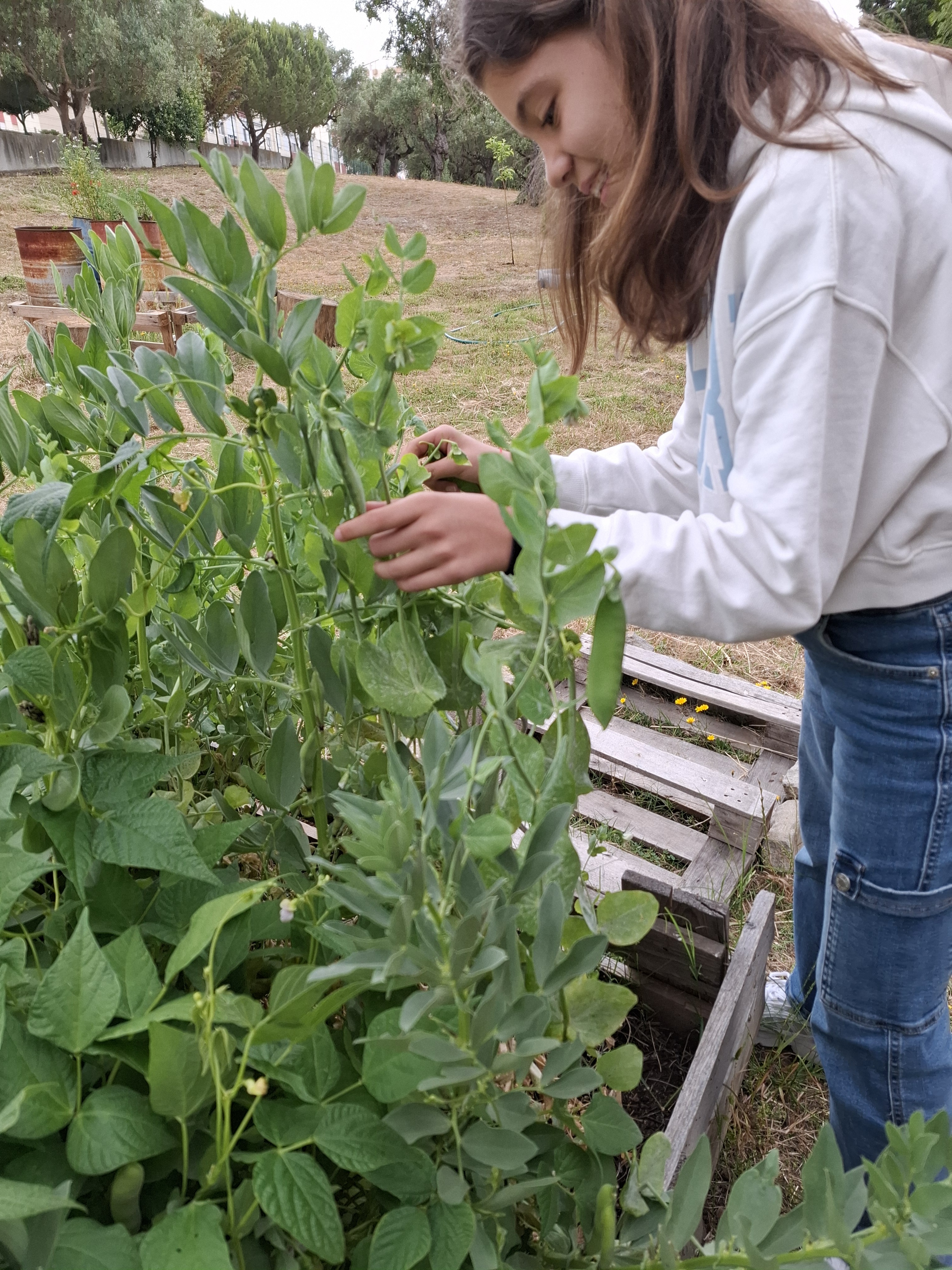 Colheita das ervilhas e das favas