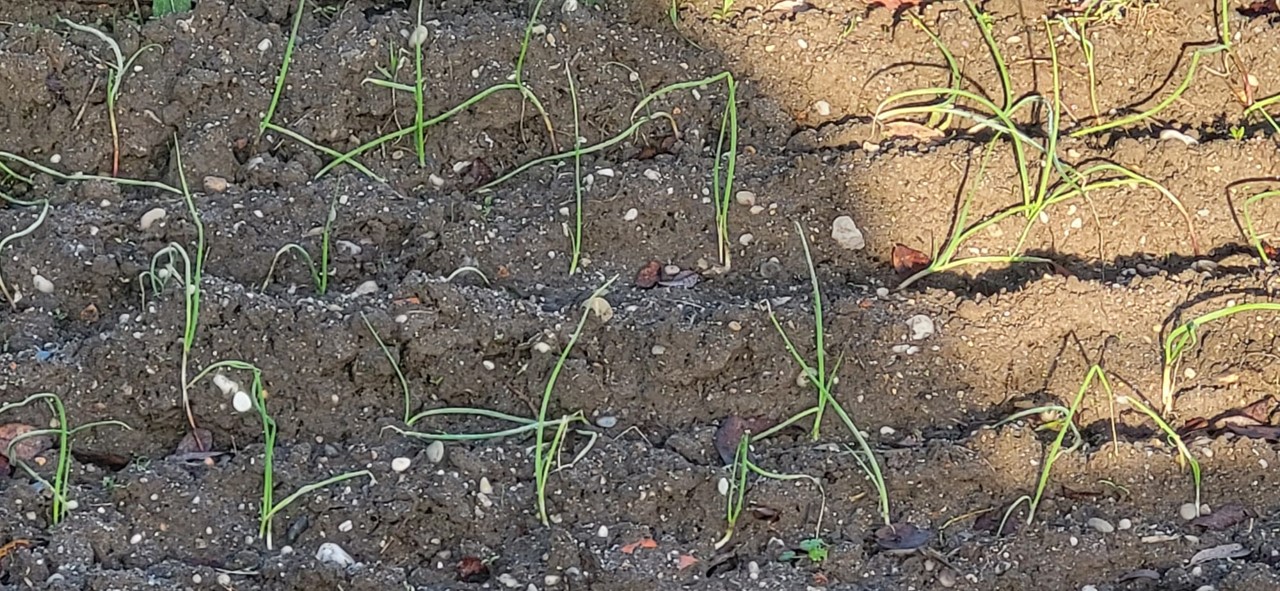 A cebola em crescimento (dia 10 de janeiro).