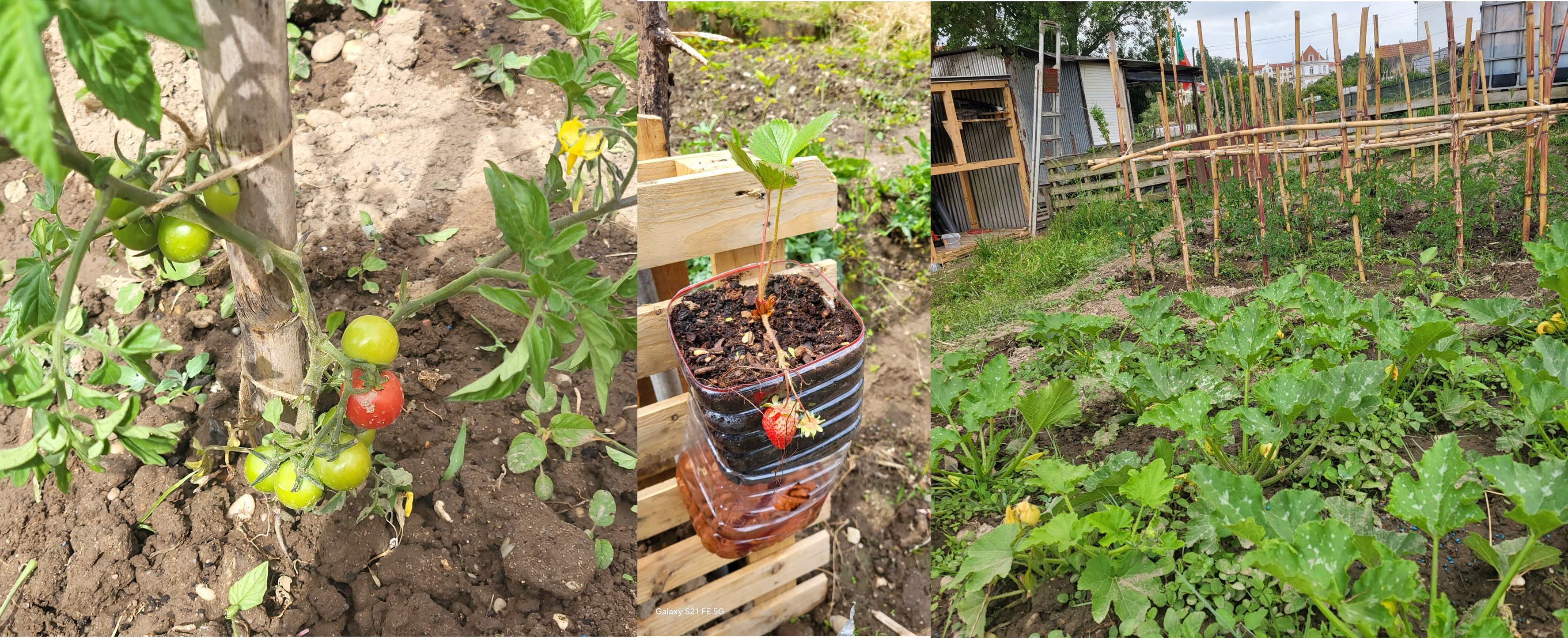 Os morangos em crescimento, assim como os tomates, os pepinos e as courgettes (finais de maio de 2024).