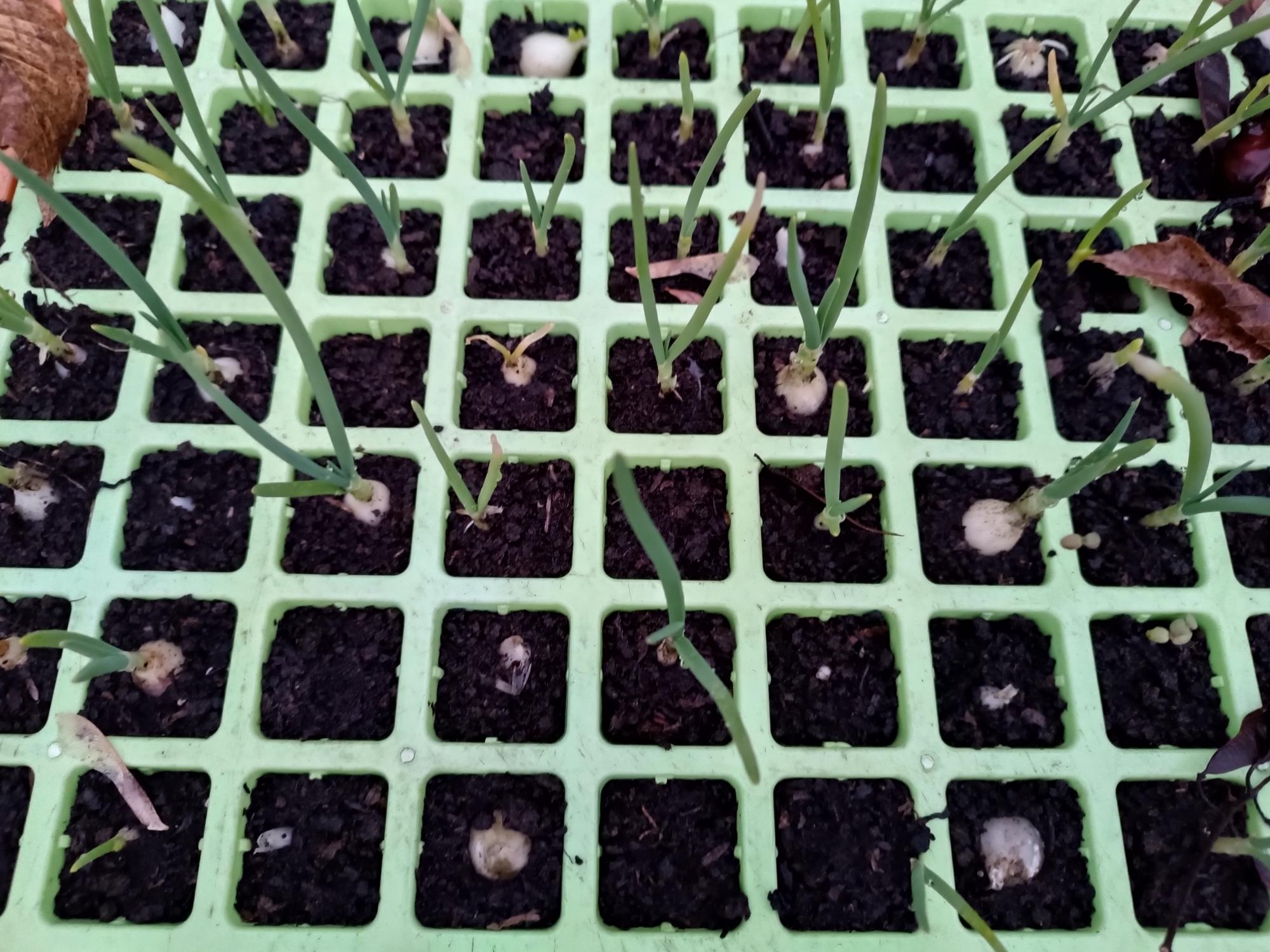 Resultado da nossa sementeira, Plantinhas de cebolinho prontas para serem transplantadas na nossa horta.