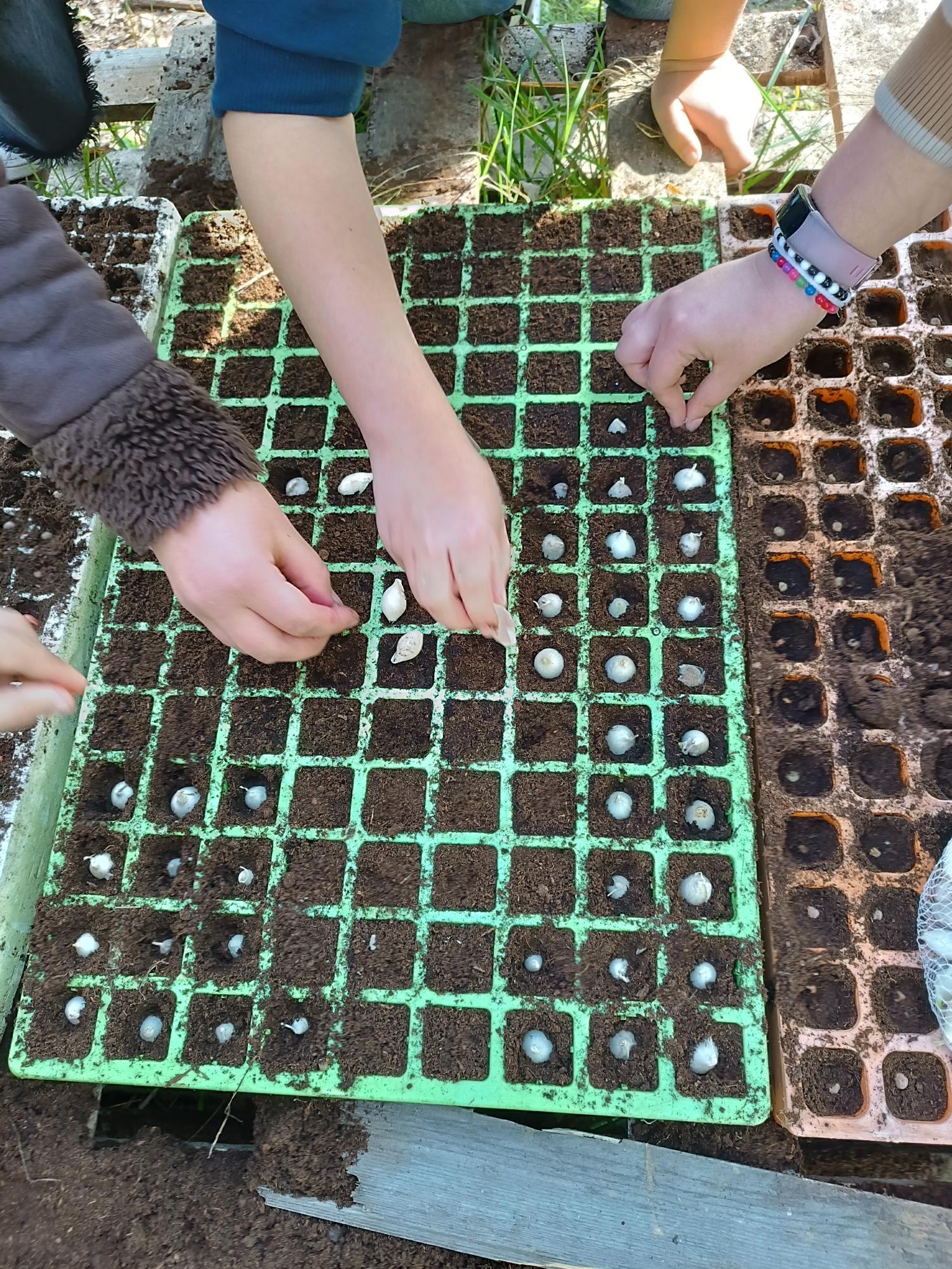 Colocação do cebolinho (A. Schornoprasum) nos tabuleiros de germinação  com o apoio dos alunos da Educação Especial - inclusão.