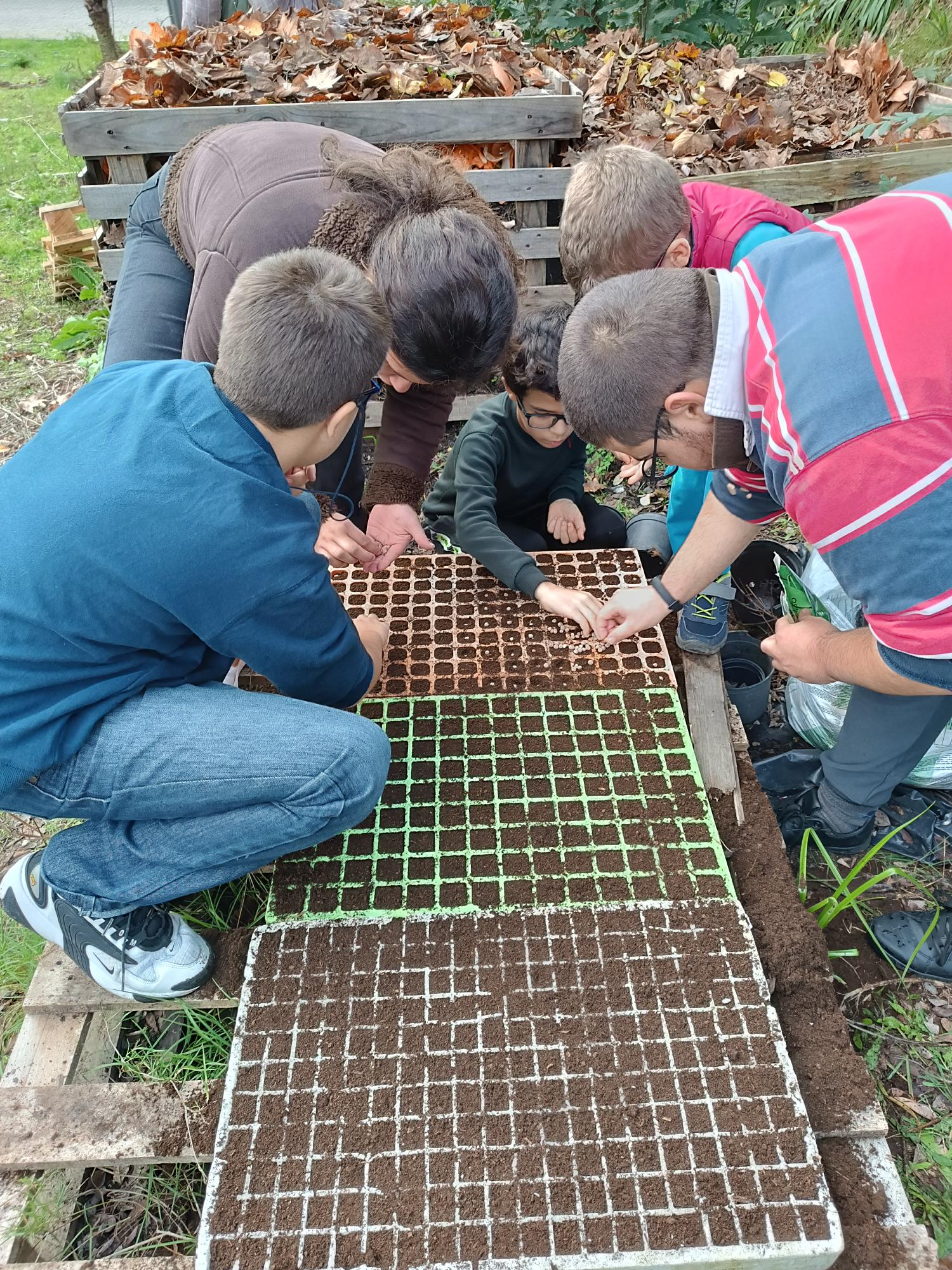 Colocação das sementes de ervilha (Pisum sativum) e fava (Vicia faba) nos tabuleiros de germinação  com o apoio dos alunos da Educação Especial - inclusão.