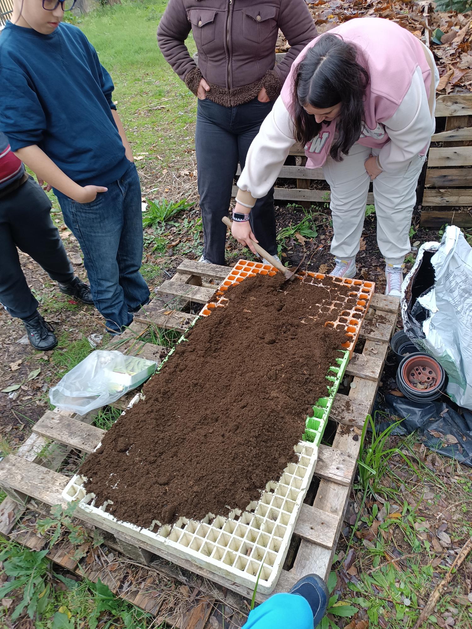 Preparação dos tabuleiros de germinação para culturas de inverno. Cobertura dos tabuleiros com substrato natural.