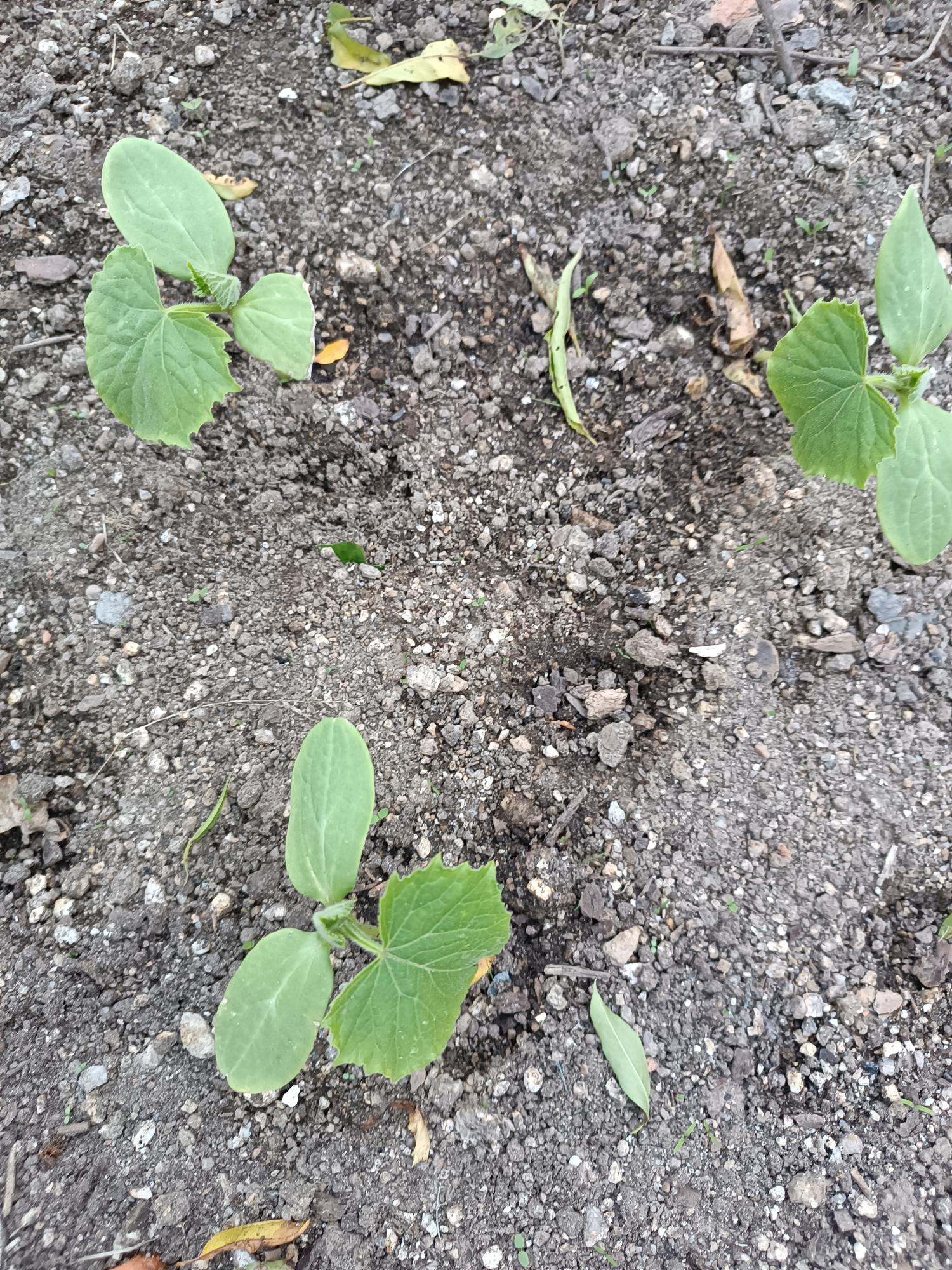 Cultura de pepino (Cucumis sativus).