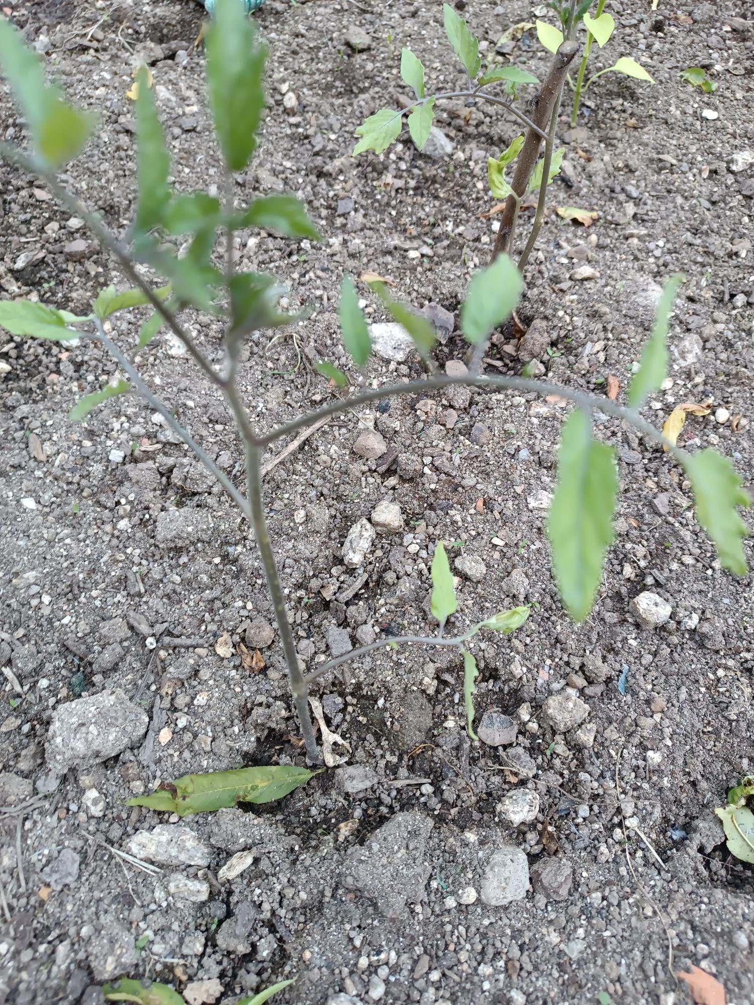 Cultura do tomate  (Solanum lycopersicum).