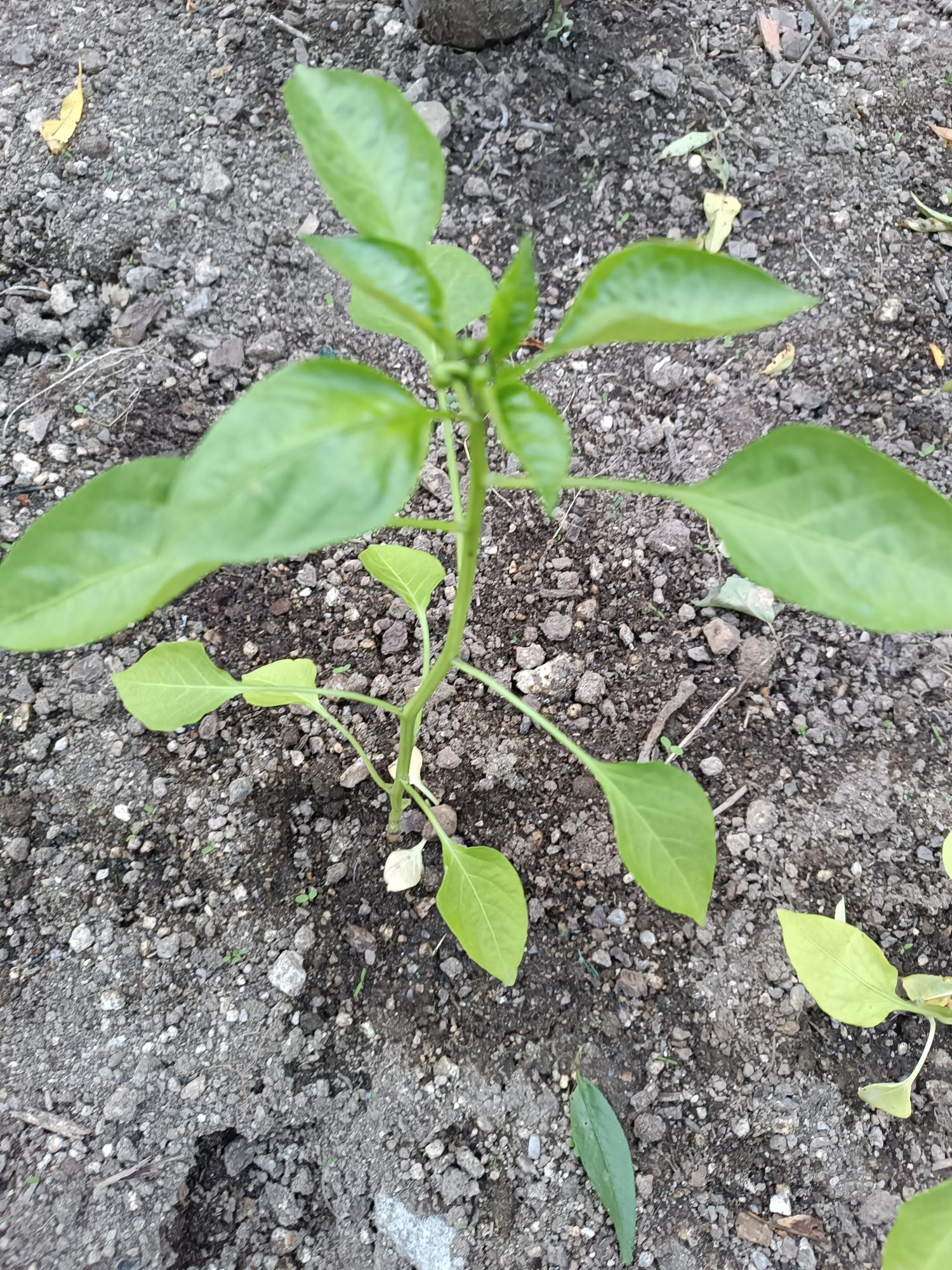 Cultura do pimento (Capsicum annuum L.).
