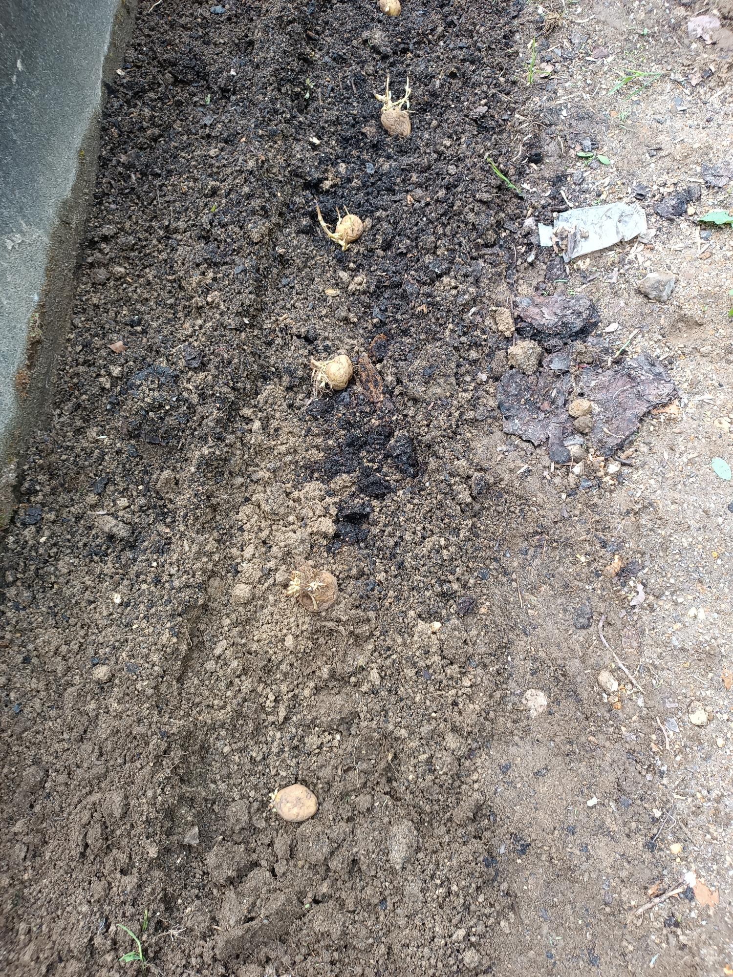 Plantação de batata (Solanum tuberosum).