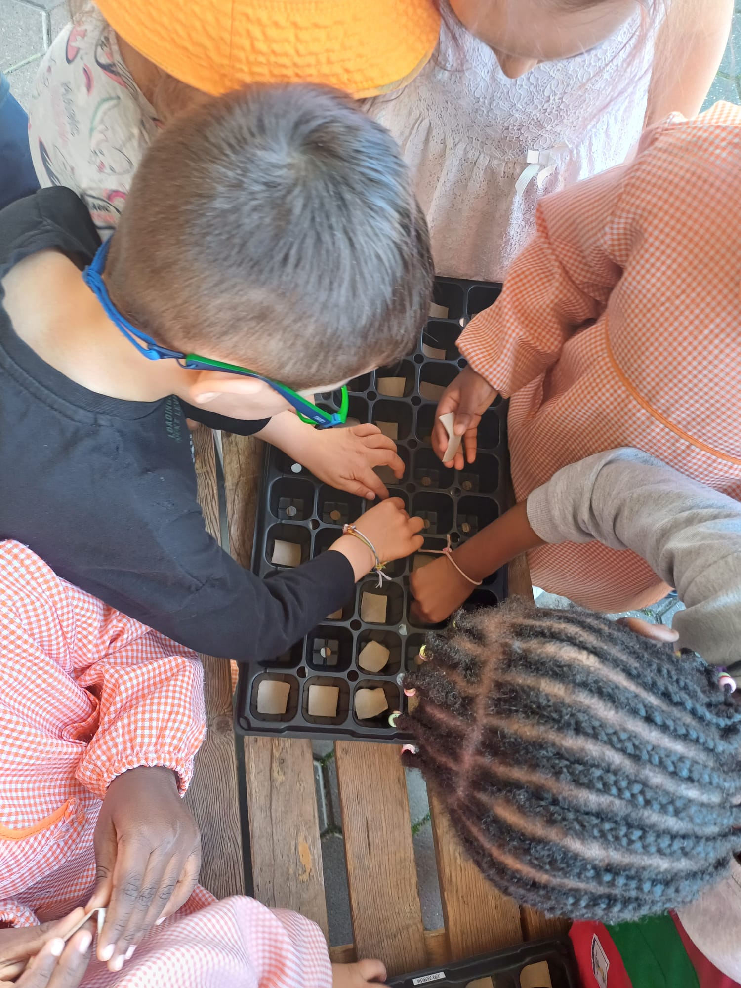 Os alunos a fazerem a sementeira