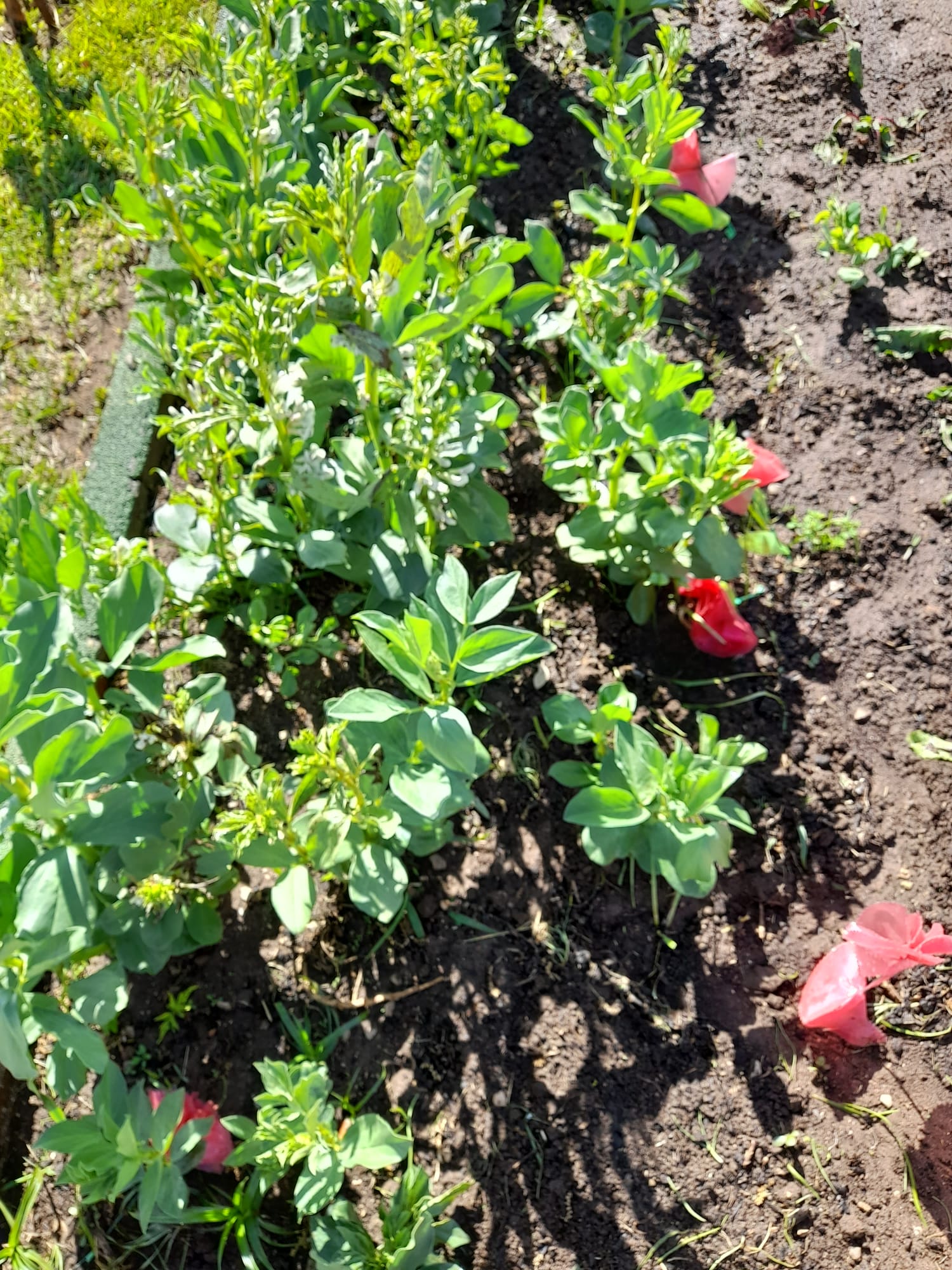 As plantas a crescer
