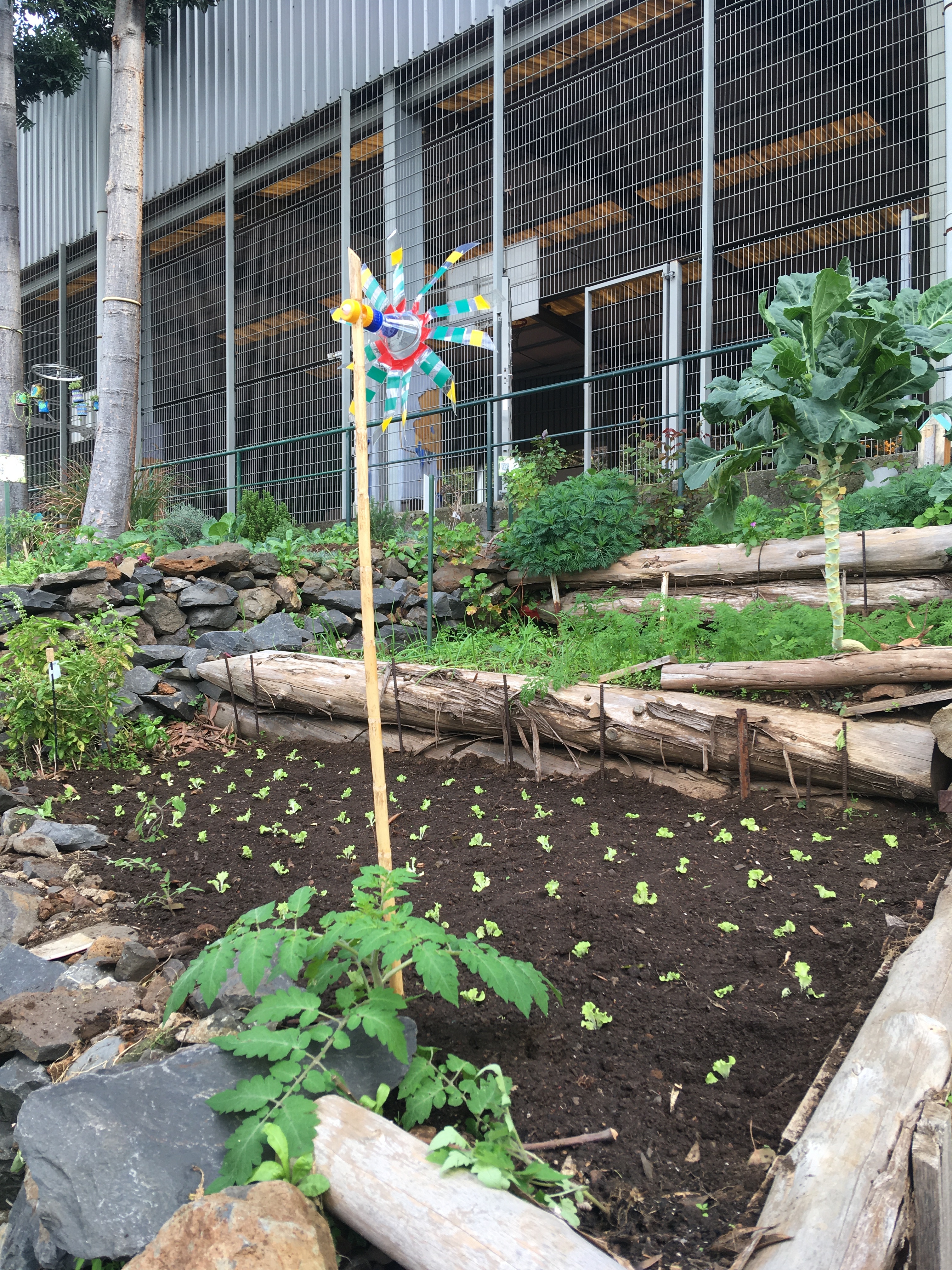Consociação das plantas - Alface com tomate e alho francês com a cenoura