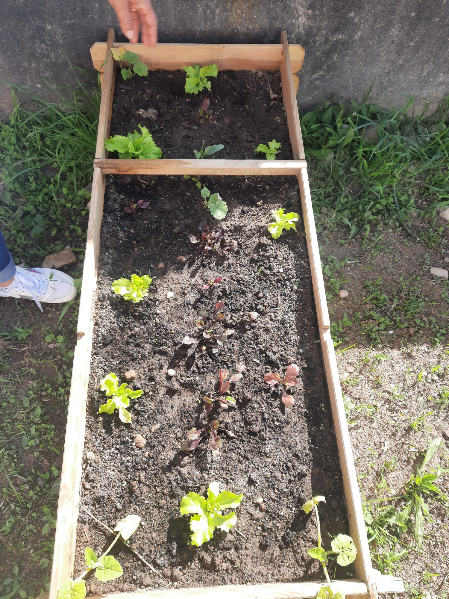 Plantação e sementeira de vários produtos: alface, pepino, couve galega, tomate, malagueta, pimento, cidreira, alfazema, acega...2