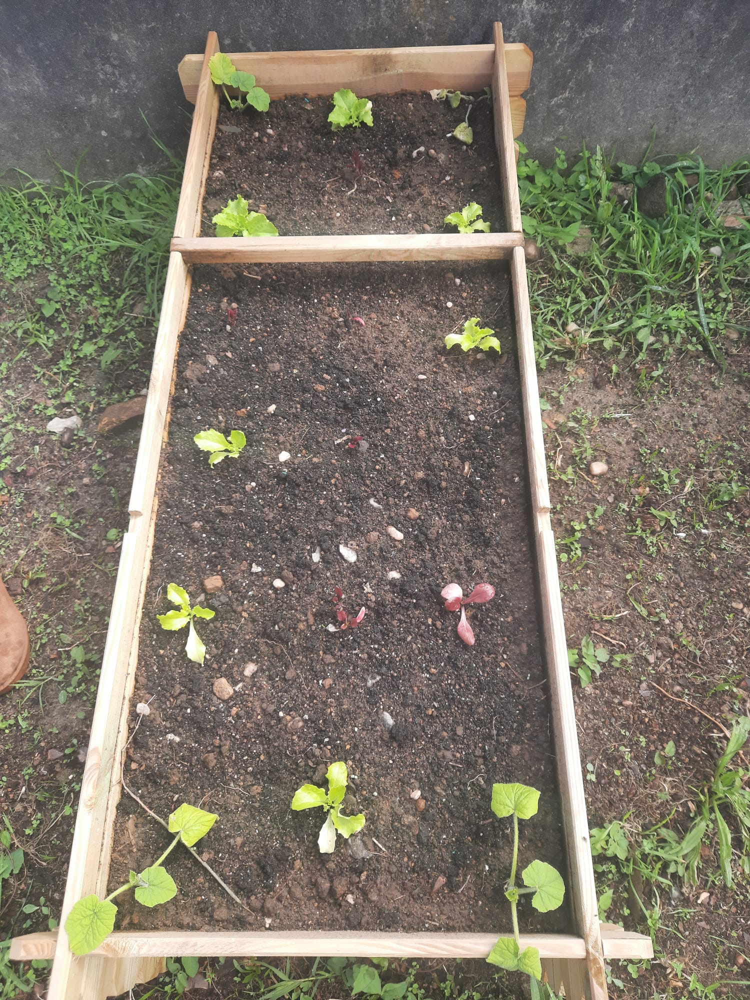 Plantação e sementeira de vários produtos: alface, pepino, couve galega, tomate, malagueta, pimento, cidreira, alfazema, acega...1