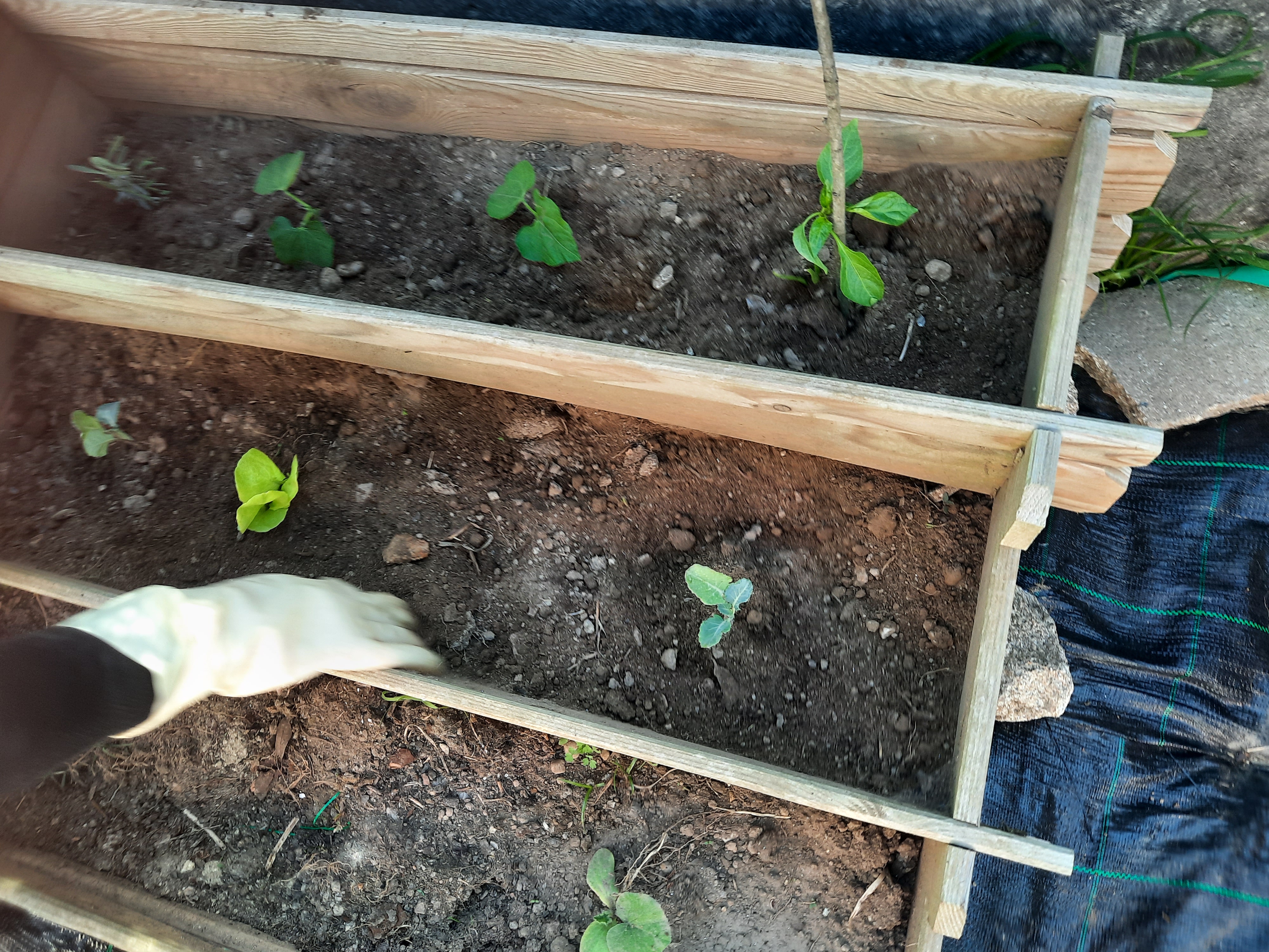 Replantação de produtos, uma vez que este ano foi muito atípico e alguns plantas não sobreviveram derivado a muita chuva.Plantação e sementeira de vários produtos: alface, pepino, couve galega, tomate, malagueta, pimento, cidreira, alfazema, acega.2