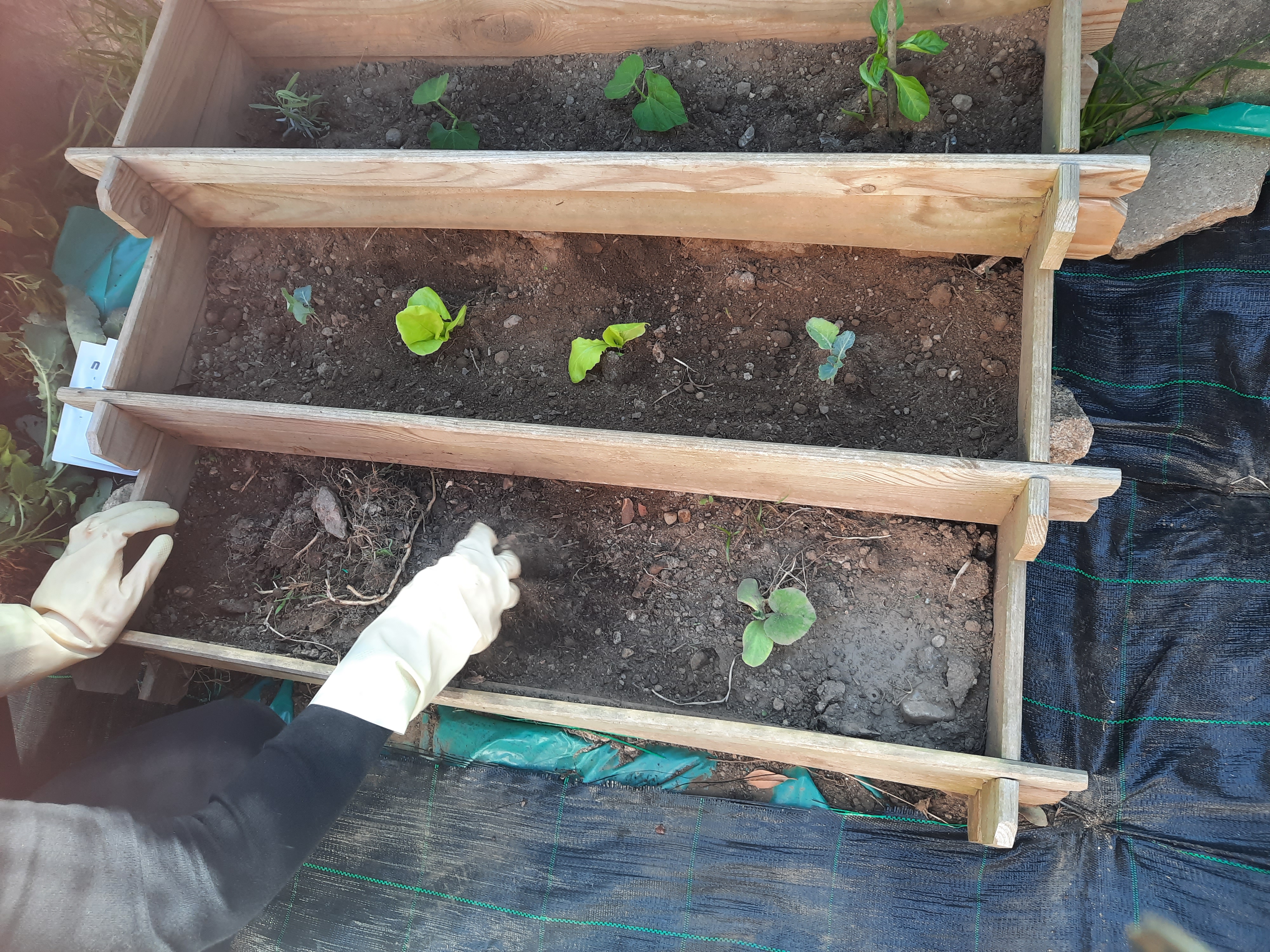 Replantação de produtos, uma vez que este ano foi muito atípico e alguns plantas não sobreviveram derivado a muita chuva.Plantação e sementeira de vários produtos: alface, pepino, couve galega, tomate, malagueta, pimento, cidreira, alfazema, acega.3
