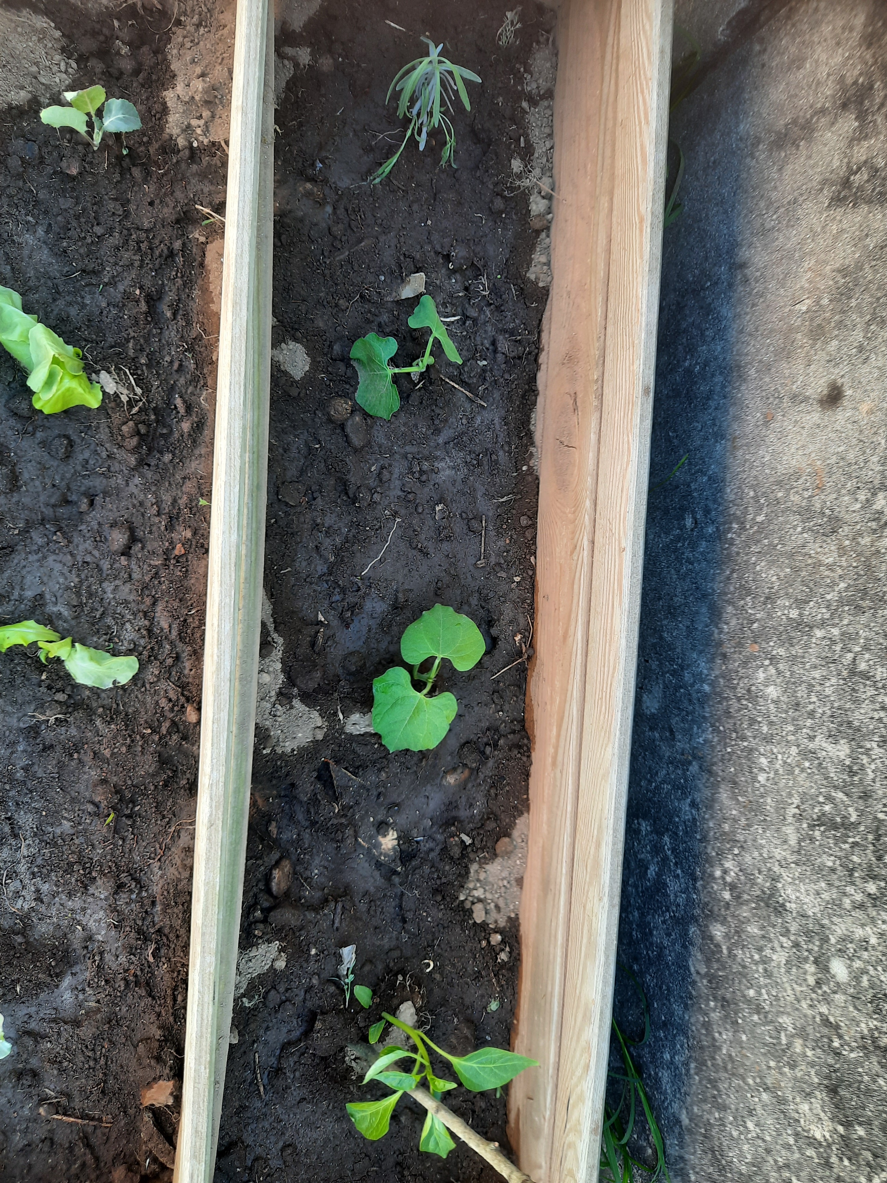 Replantação de produtos, uma vez que este ano foi muito atípico e alguns plantas não sobreviveram derivado a muita chuva.Plantação e sementeira de vários produtos: alface, pepino, couve galega, tomate, malagueta, pimento, cidreira, alfazema, acega.4