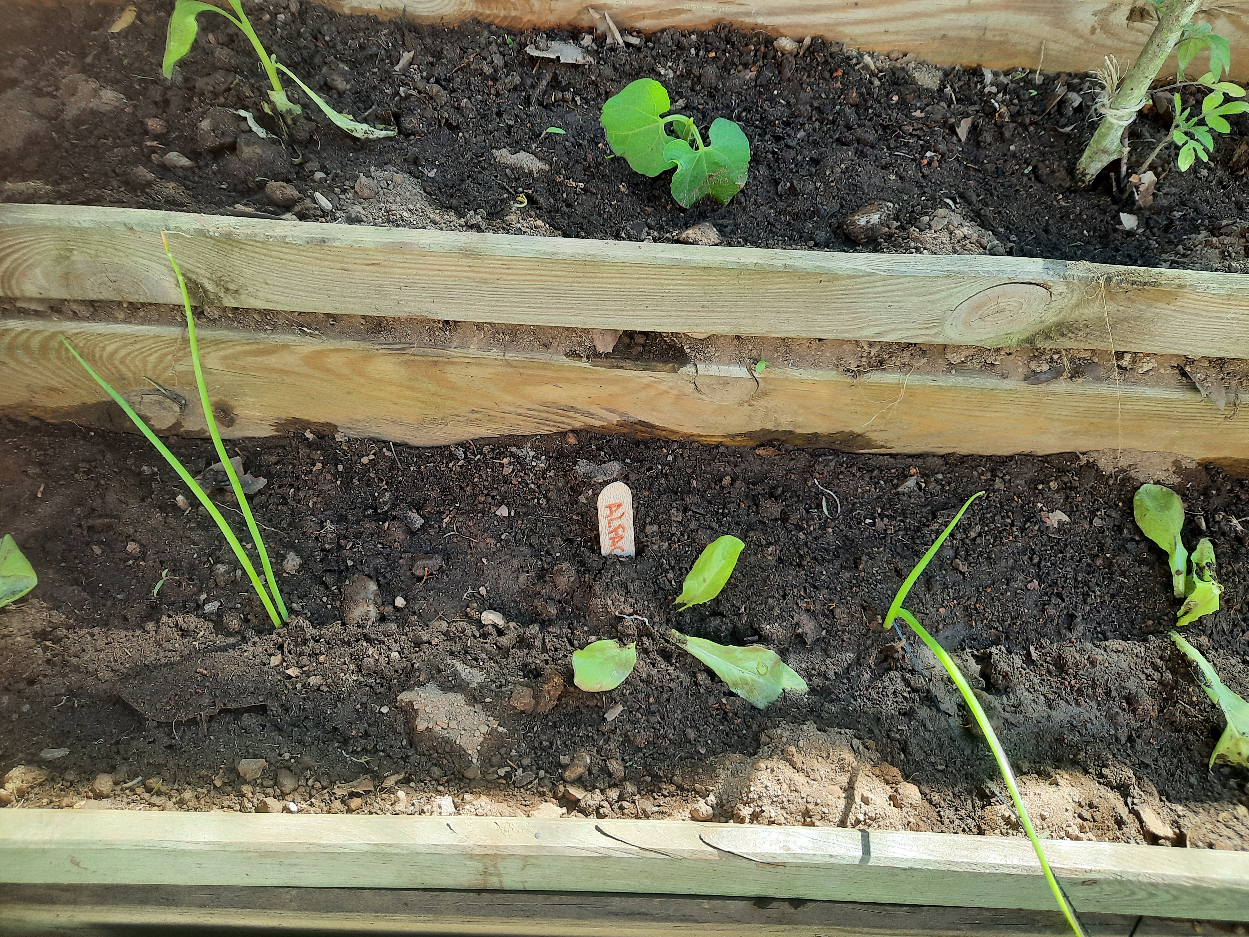 Replantação de produtos, uma vez que este ano foi muito atípico e alguns plantas não sobreviveram derivado a muita chuva.Plantação e sementeira de vários produtos: alface, pepino, couve galega, tomate, malagueta, pimento, cidreira, alfazema, acega.5