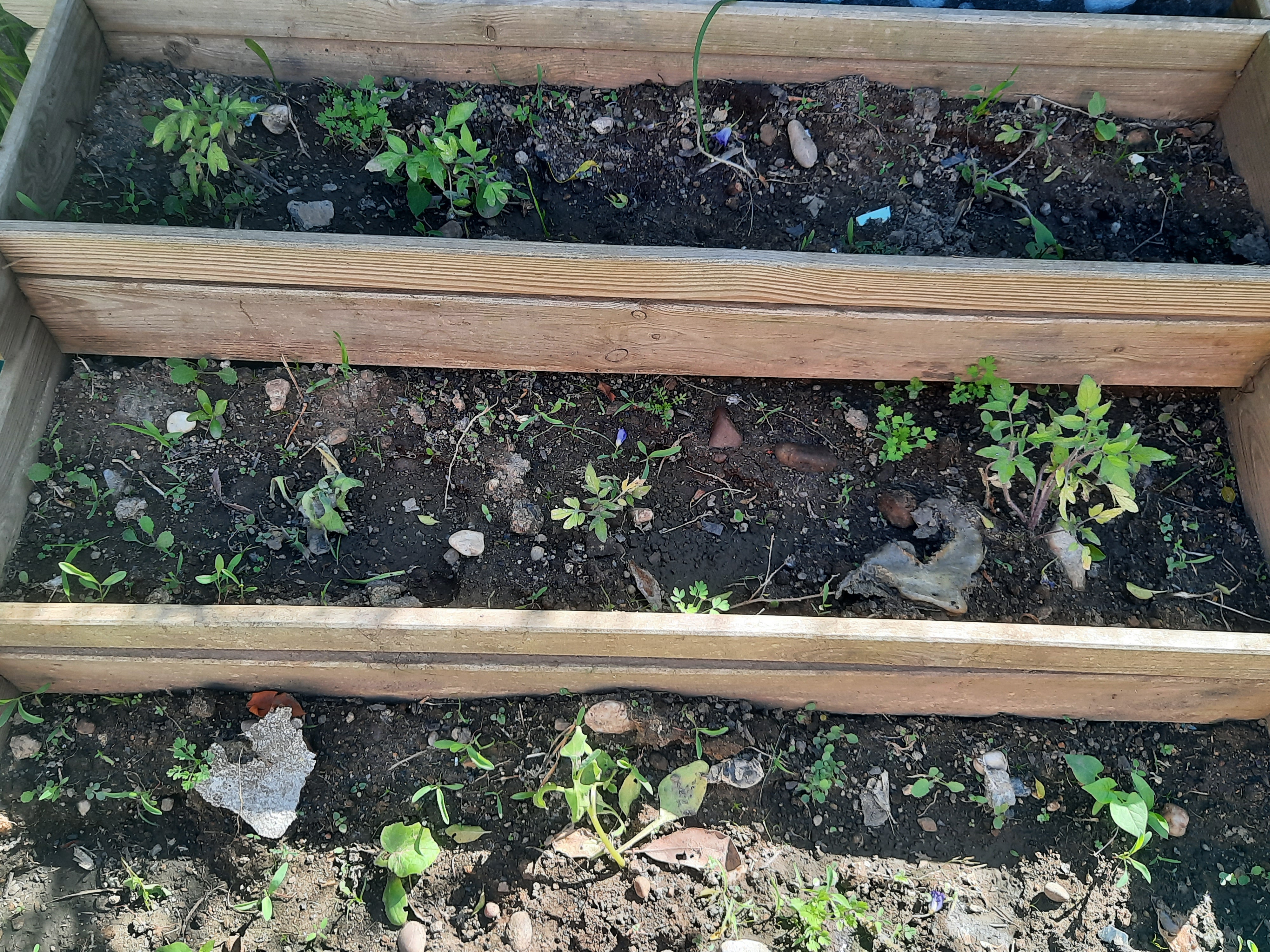 Replantação de produtos, uma vez que este ano foi muito atípico e alguns plantas não sobreviveram derivado a muita chuva.Plantação e sementeira de vários produtos: alface, pepino, couve galega, tomate, malagueta, pimento, cidreira, alfazema, acega.6