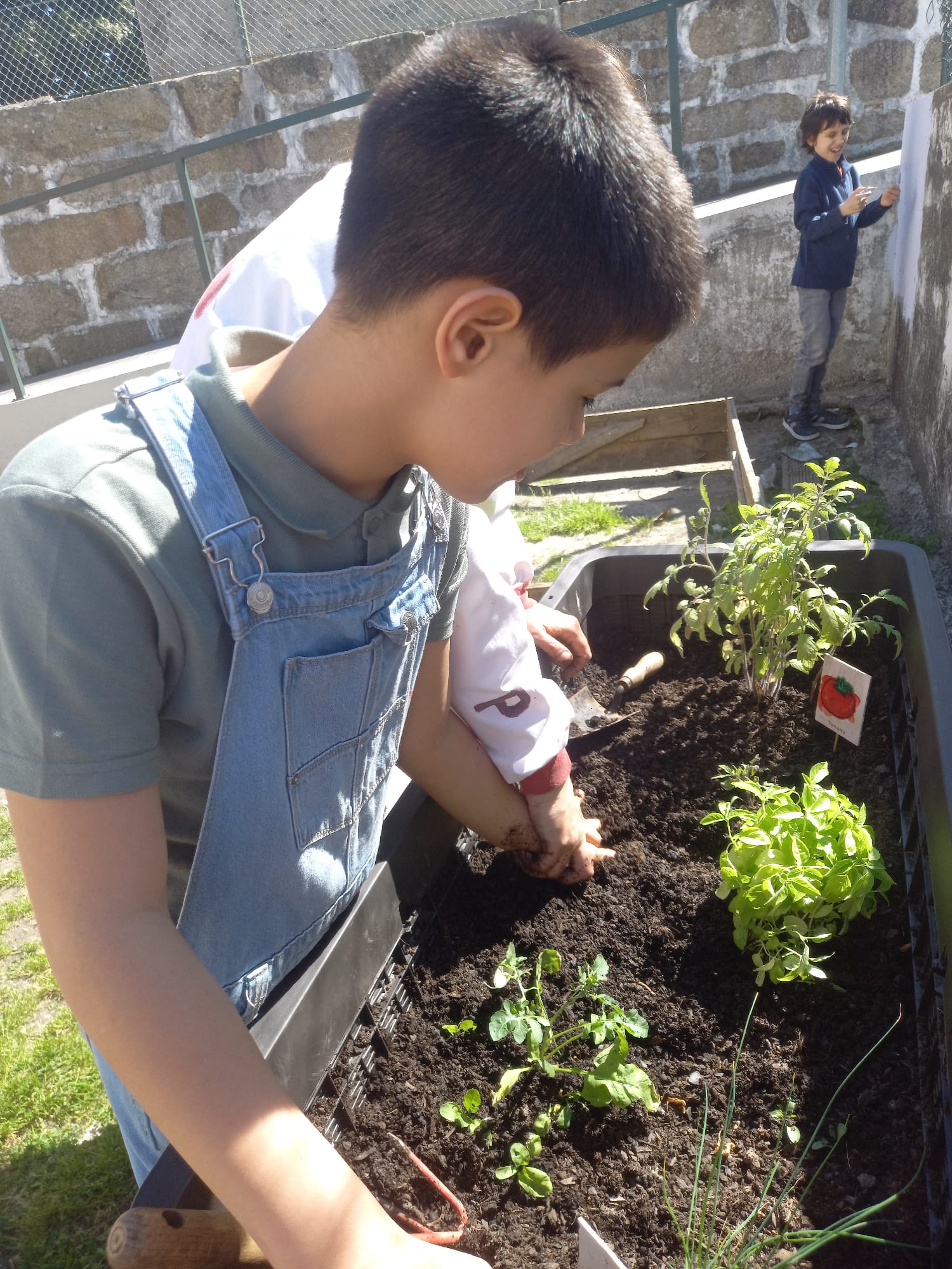 Mexer na terra e retirar ervas daninha no tomate e manjericão.