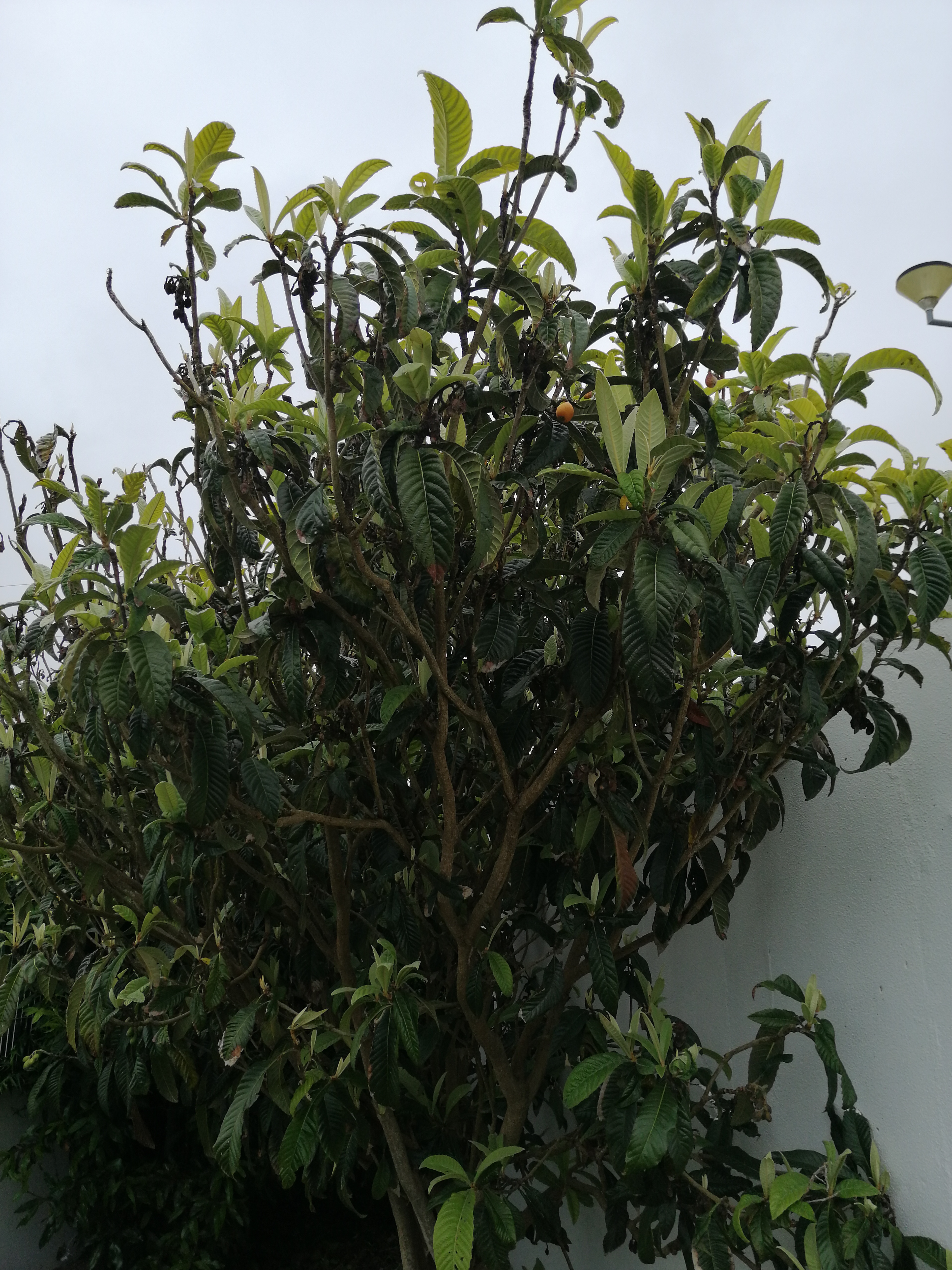 Nespereira