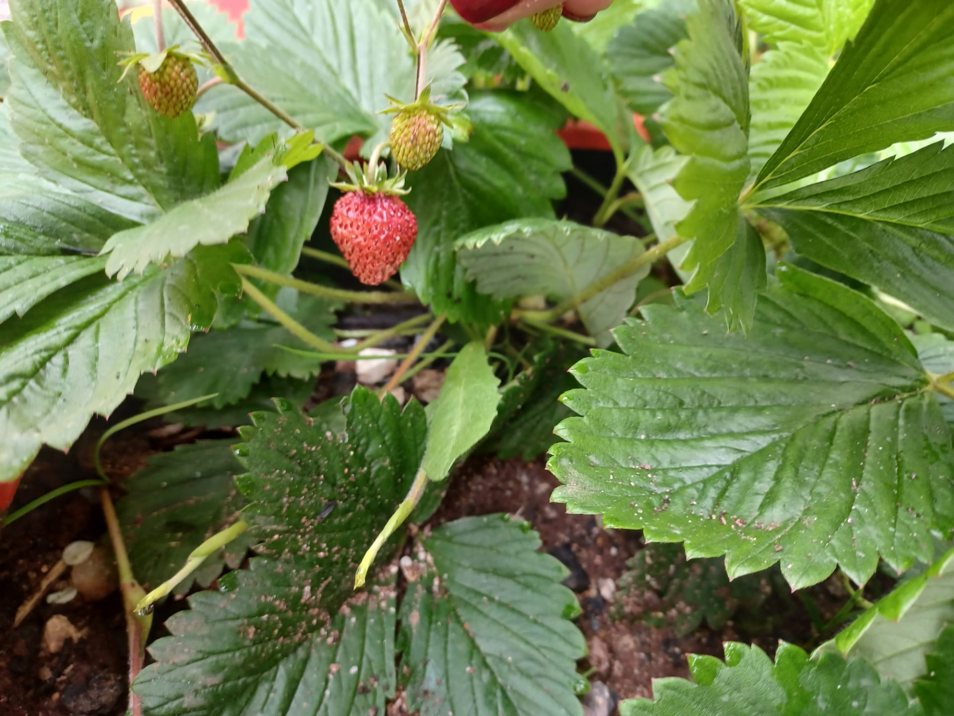 Morangos