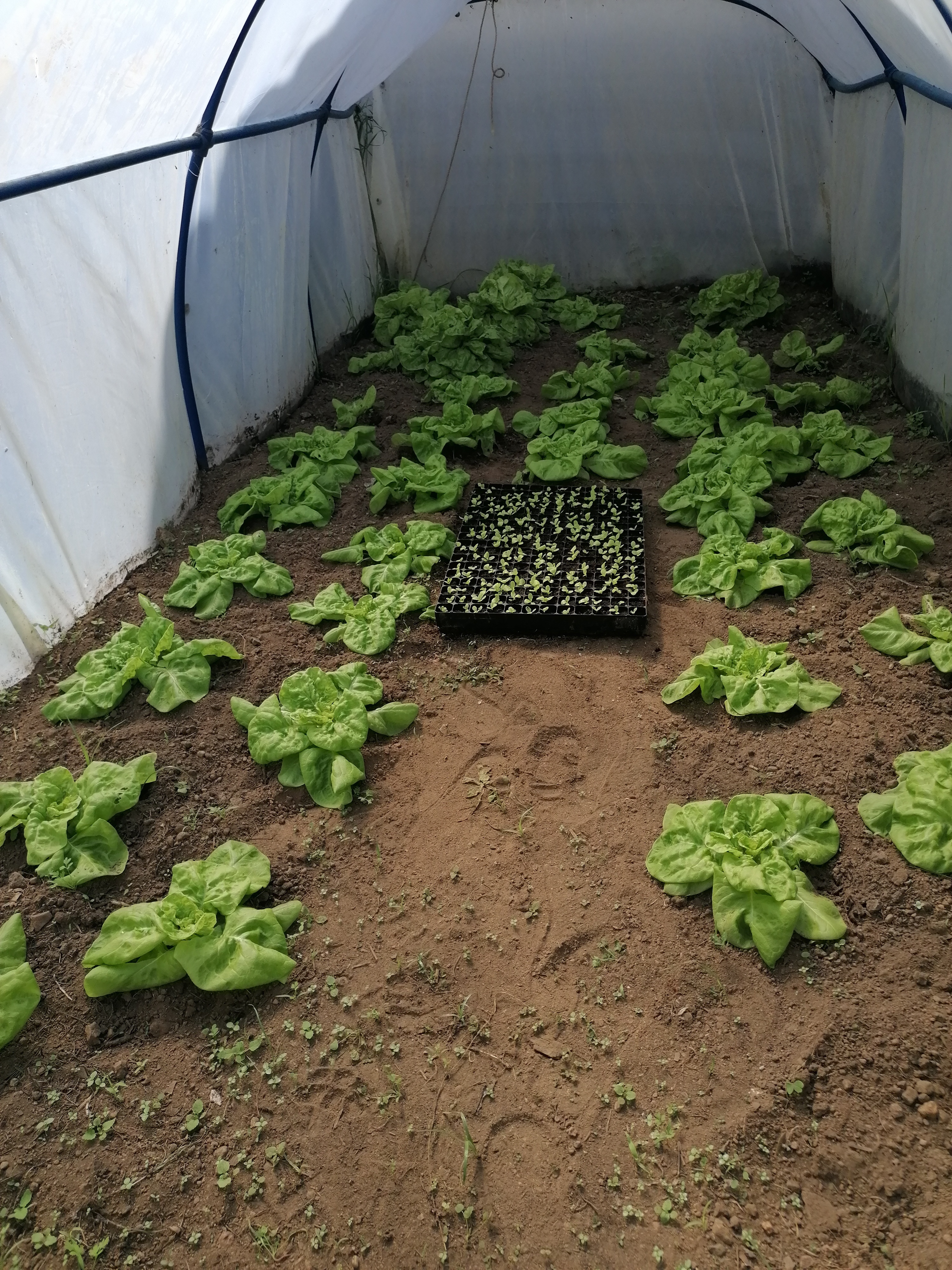 Estufa com plantação de alface e tabuleiro de germinação.