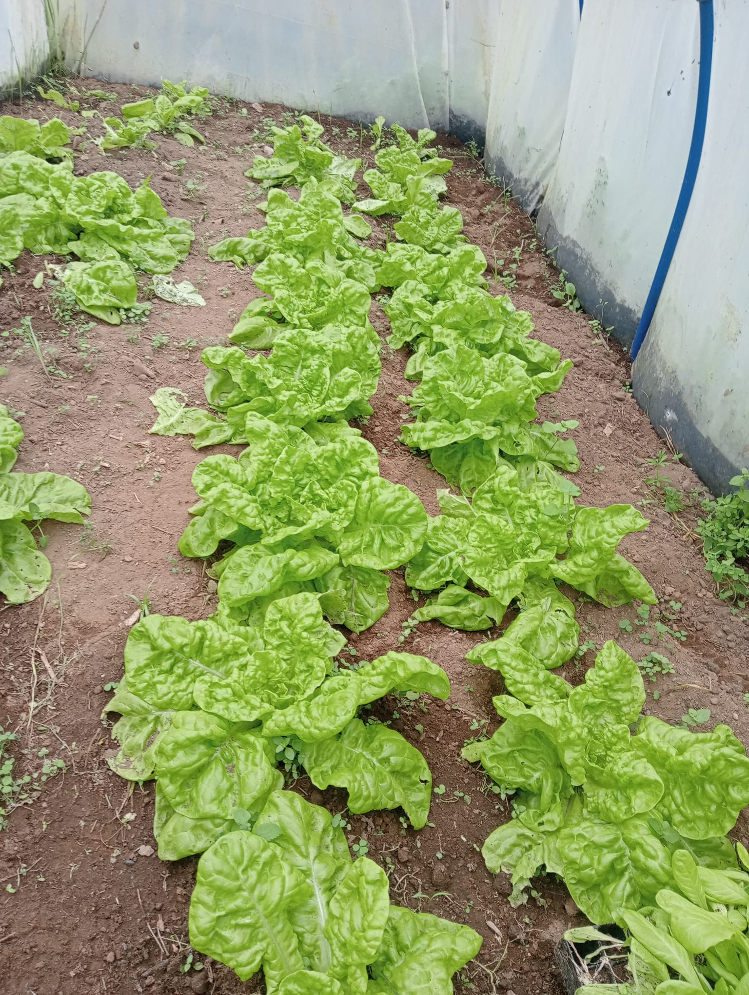 Produção de alfaces estufa