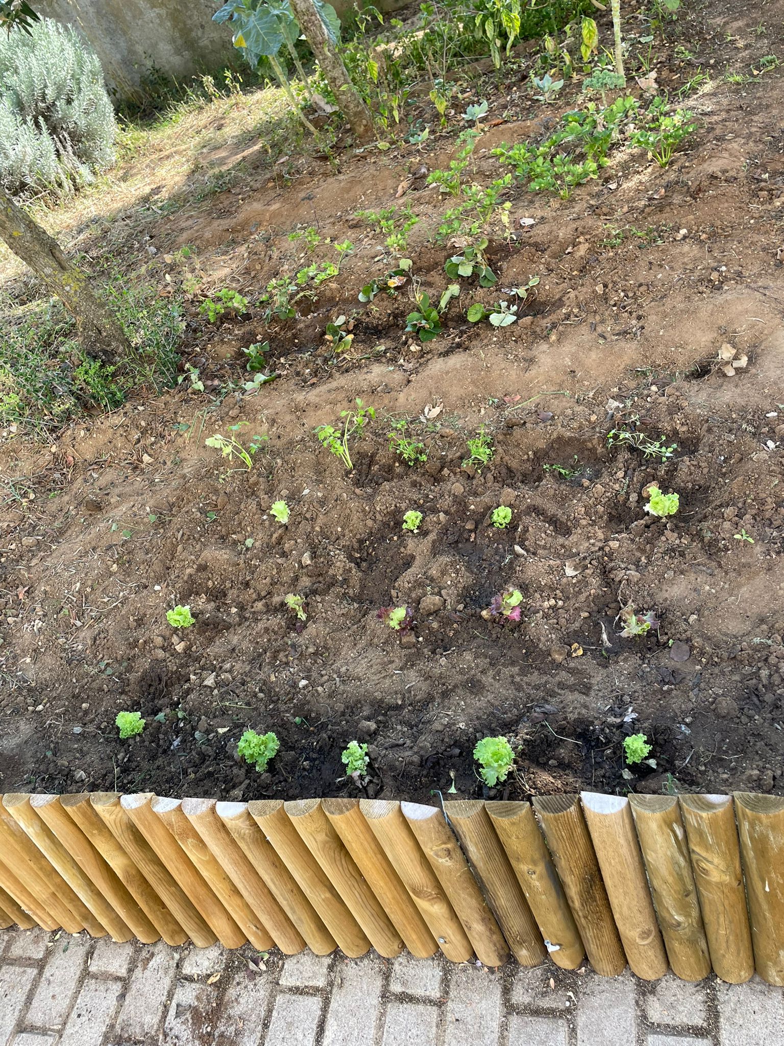 Primeiras plantações I