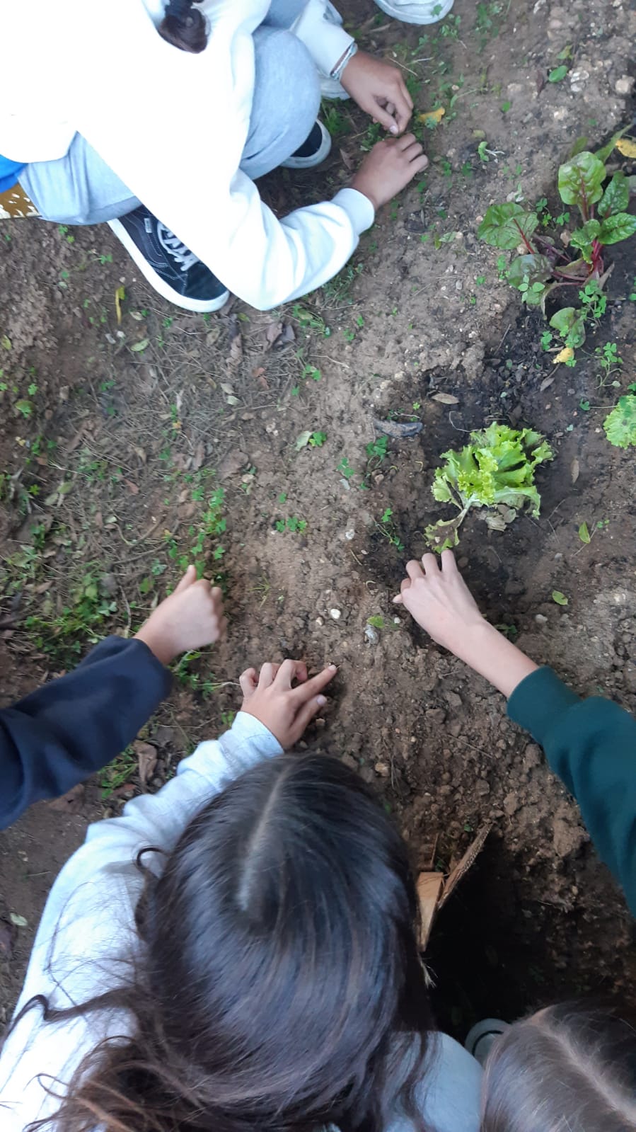 Alunos agricultores
