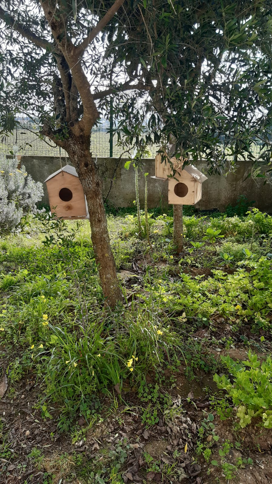 Porque é importante dar abrigo às aves
