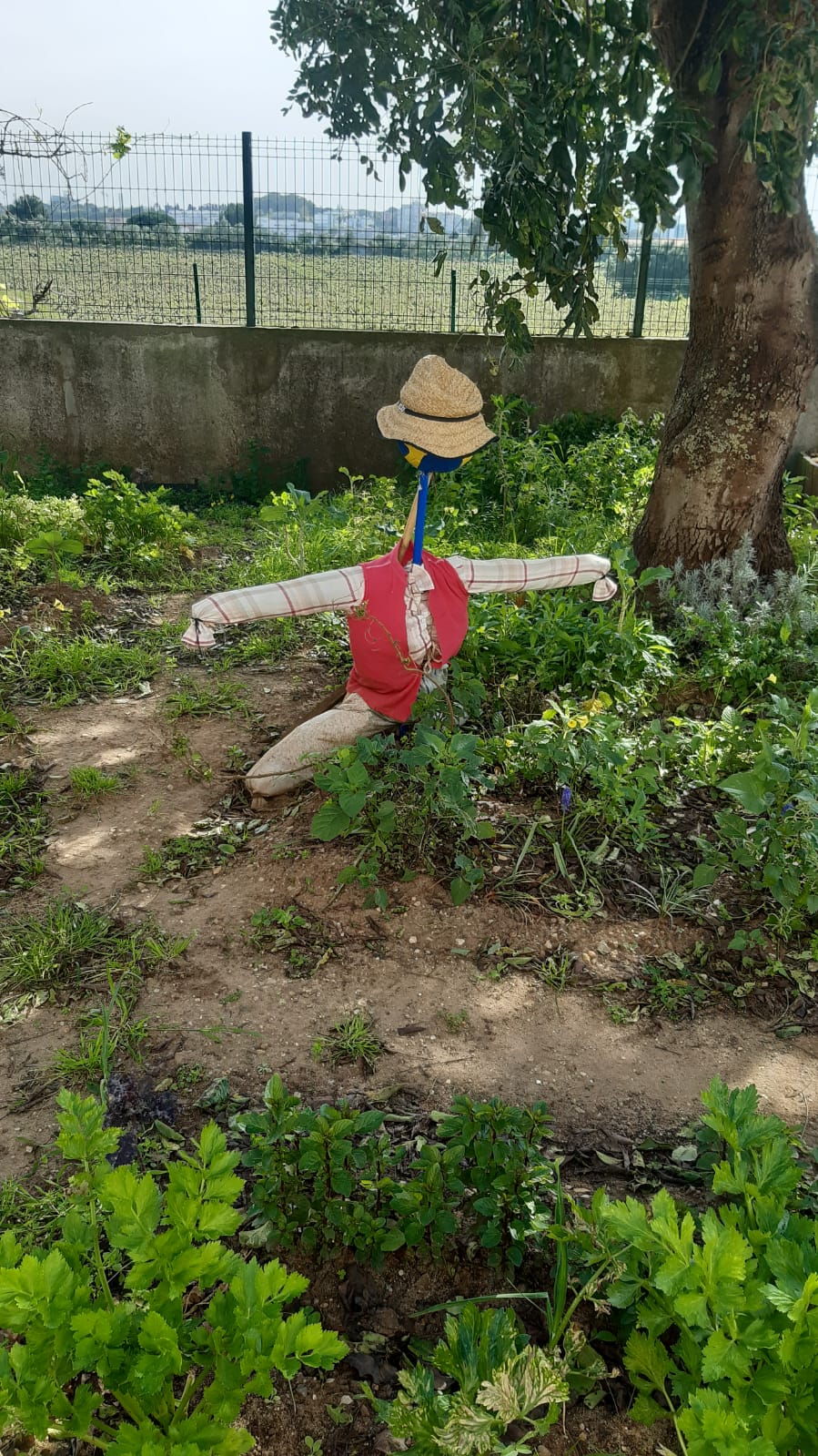A horta bem guardada!