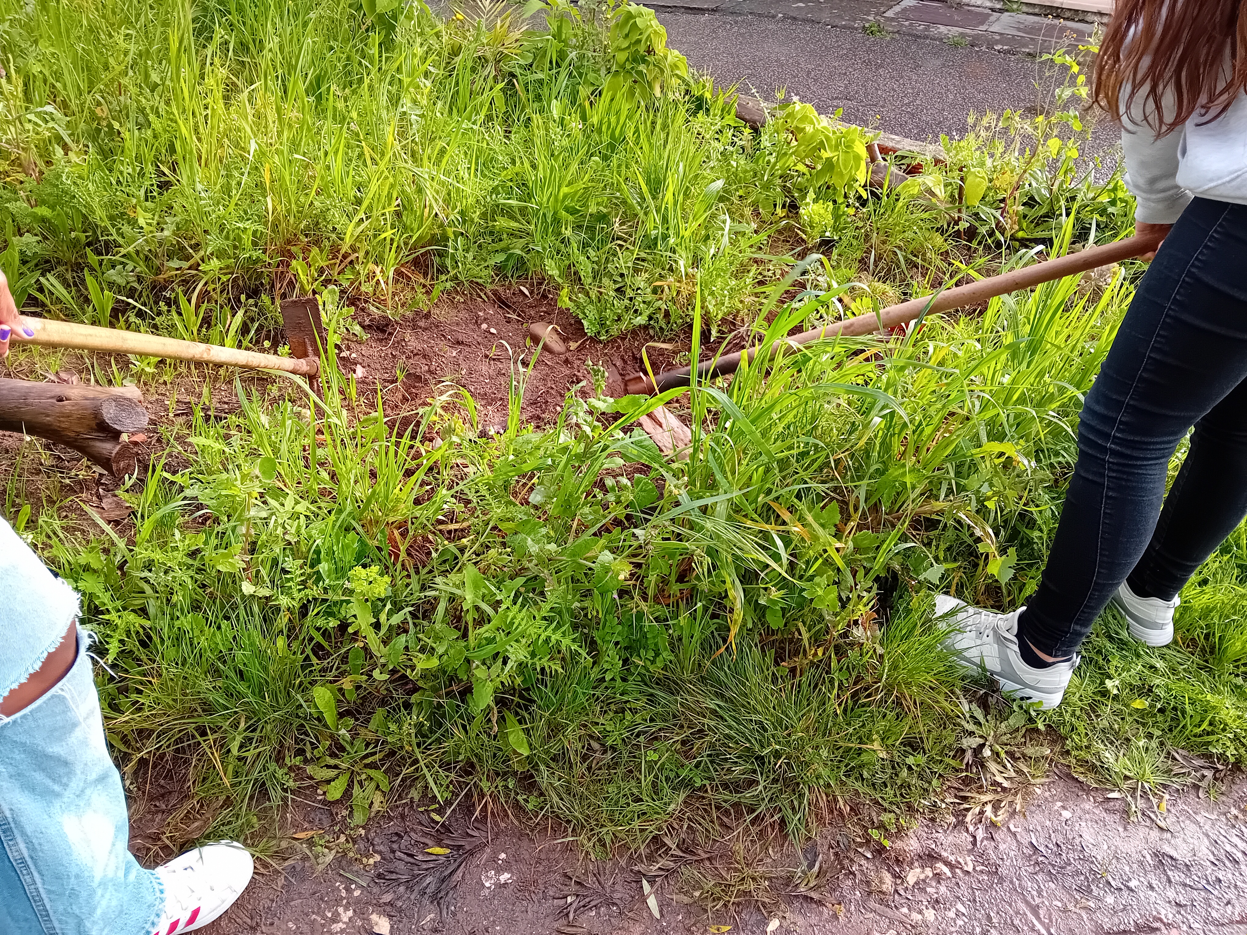 Foto 1 - Início dos trabalhos de limpeza do terreno (26.2.2024), para plantação de alfaces numa pequena área de terreno cedido pela horta comunitária da Falagueira (que se localiza dentro dos muros da nossa escola).